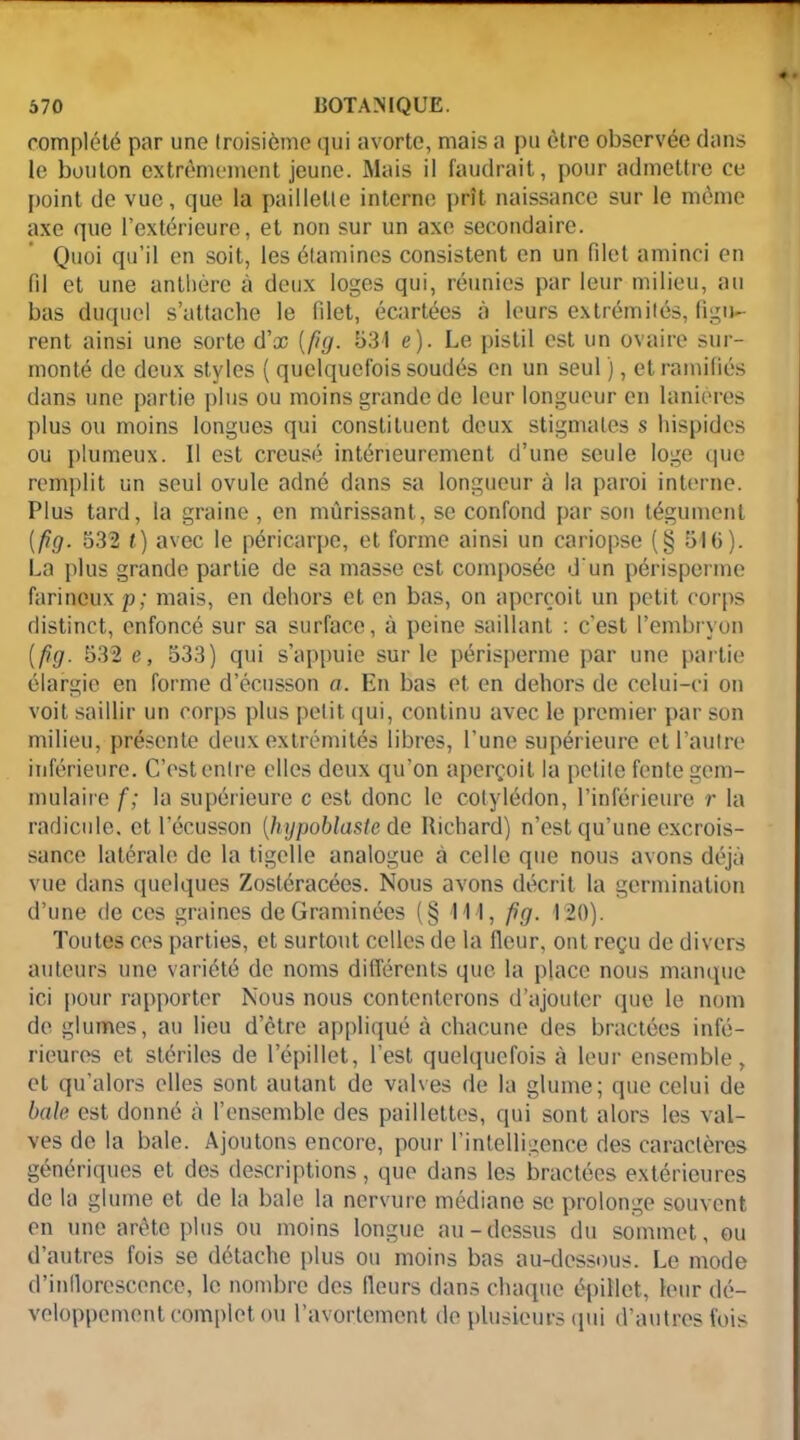 complété par une troisième qui avorte, mais a pu être observée dans le bouton extrêmement jeune. Mais il faudrait, pour admettre ce point de vue, que la paillette interne prît naissance sur le même axe que l’extérieure, et non sur un axe secondaire. Quoi qu’il en soit, les étamines consistent en un filet aminci en fil et une anthère à deux loges qui, réunies par leur milieu, au bas duquel s’attache le filet, écartées à leurs extrémités, figu- rent ainsi une sorte d’cc [fig. 531 e). Le pistil est un ovaire sur- monté de deux styles ( quelquefois soudés en un seul ), et ramifiés dans une partie plus ou moins grande de leur longueur en lanières plus ou moins longues qui constituent deux stigmates s hispides ou plumeux. Il est creusé intérieurement d’une seule loge que remplit un seul ovule adné dans sa longueur à la paroi interne. Plus tard, la graine , en mûrissant, se confond par son tégument {fig. 532 t) avec le péricarpe, et forme ainsi un cariopse (§ 51G). La plus grande partie de sa masse est composée d'un périsporme farineux p; mais, en dehors et en bas, on aperçoit un petit corps distinct, enfoncé sur sa surface, à peine saillant : c’est l’embryon {fig. 532 e, 533) qui s’appuie sur le périsperme par une partie élargie en forme d’écusson a. En bas et en dehors de celui-ci on voit saillir un corps plus pelit. qui, continu avec le premier par son milieu, présente deux extrémités libres, l’une supérieure et l’autre inférieure. C’est entre elles deux qu’on aperçoit la petite fente gem- mulaire f ; la supérieure c est donc le cotylédon, l’inférieure r la radicule, et l’écusson {hypoblastc de Richard) n’est qu’une excrois- sance latérale de la tigelle analogue à celle que nous avons déjà vue dans quelques Zostéracées. Nous avons décrit la germination d’une de ces graines de Graminées (§ 111, fig. 120). Toutes ces parties, et surtout celles de la fleur, ont reçu de divers auteurs une variété de noms différents que la place nous manque ici pour rapporter Nous nous contenterons d’ajouter que le nom de glumes, au lieu d’être appliqué à chacune des bractées infé- rieures et stériles de l’épillet, l’est quelquefois à leur ensemble, et qu’alors elles sont autant de valves de la glume; que celui de baie est donné à l’ensemble des paillettes, qui sont alors les val- ves do la baie. Ajoutons encore, pour l’intelligence des caractères génériques et des descriptions, que dans les bractées extérieures de la glume et de la baie la nervure médiane se prolonge souvent on une arête plus ou moins longue au-dessus du sommet, ou d’autres fois se détache plus ou moins bas au-dessous. Le mode d’inflorescence, le nombre des Heurs dans chaque épiîlet, leur dé- veloppement complet ou l’avortement de plusieurs qui d’autres fois