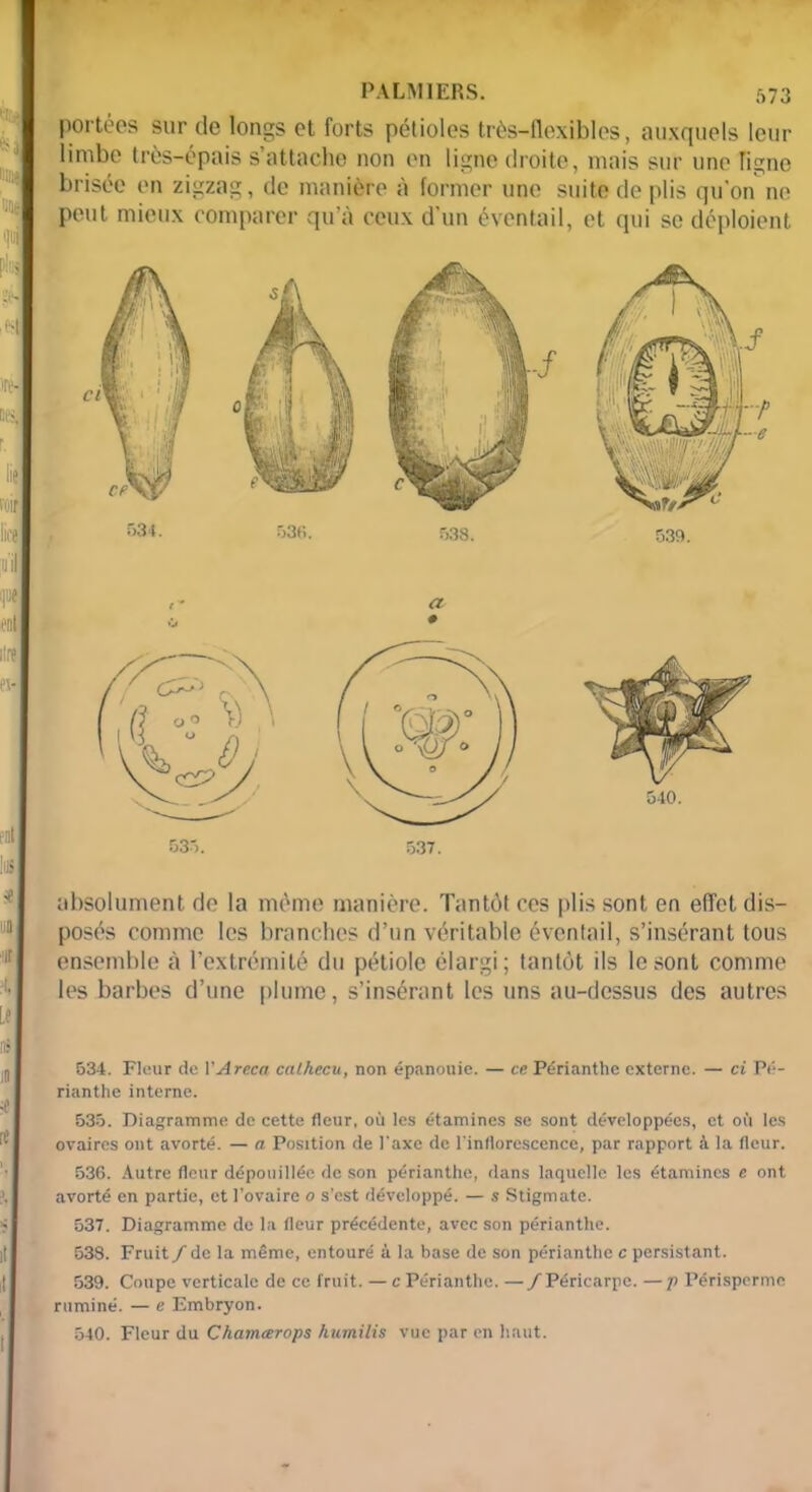 portées sur de longs et forts pétioles très-flexibles, auxquels leur limbe très-épais s’attache non en ligne droite, mais sur une ligne brisée en zigzag, de manière à former une suite de plis qu'on ne peut mieux comparer qu’à ceux d’un éventail, et qui se déploient absolument de la même manière. Tantôt ces plis sont en effet dis- posés comme les branches d’un véritable éventail, s’insérant tous ensemble à l’extrémité du pétiole élargi; tantôt ils le sont comme les barbes d’une plume, s’insérant les uns au-dessus des autres 534. Fleur de YAreca calhecu, non épanouie. — ce Périanthe externe. — ci Pé- rianthe interne. 535. Diagramme de cette fleur, où les étamines se sont développées, et où les ovaires ont avorté. — a Position de l'axe de l'inflorescence, par rapport la fleur. 536. Autre fleur dépouillée de son périanthe, dans laquelle les étamines e ont avorté en partie, et l’ovaire o s’est développé. — s Stigmate. 537. Diagramme de la fleur précédente, avec son périanthe. 538. Fruit/ de la même, entouré à la base de son périanthe c persistant. 539. Coupe verticale de ce fruit. — c Périanthe. — /Péricarpe. —p Périsperme ruminé. — e Embryon. 540. Fleur du Chamcerops humilis vue par en haut.