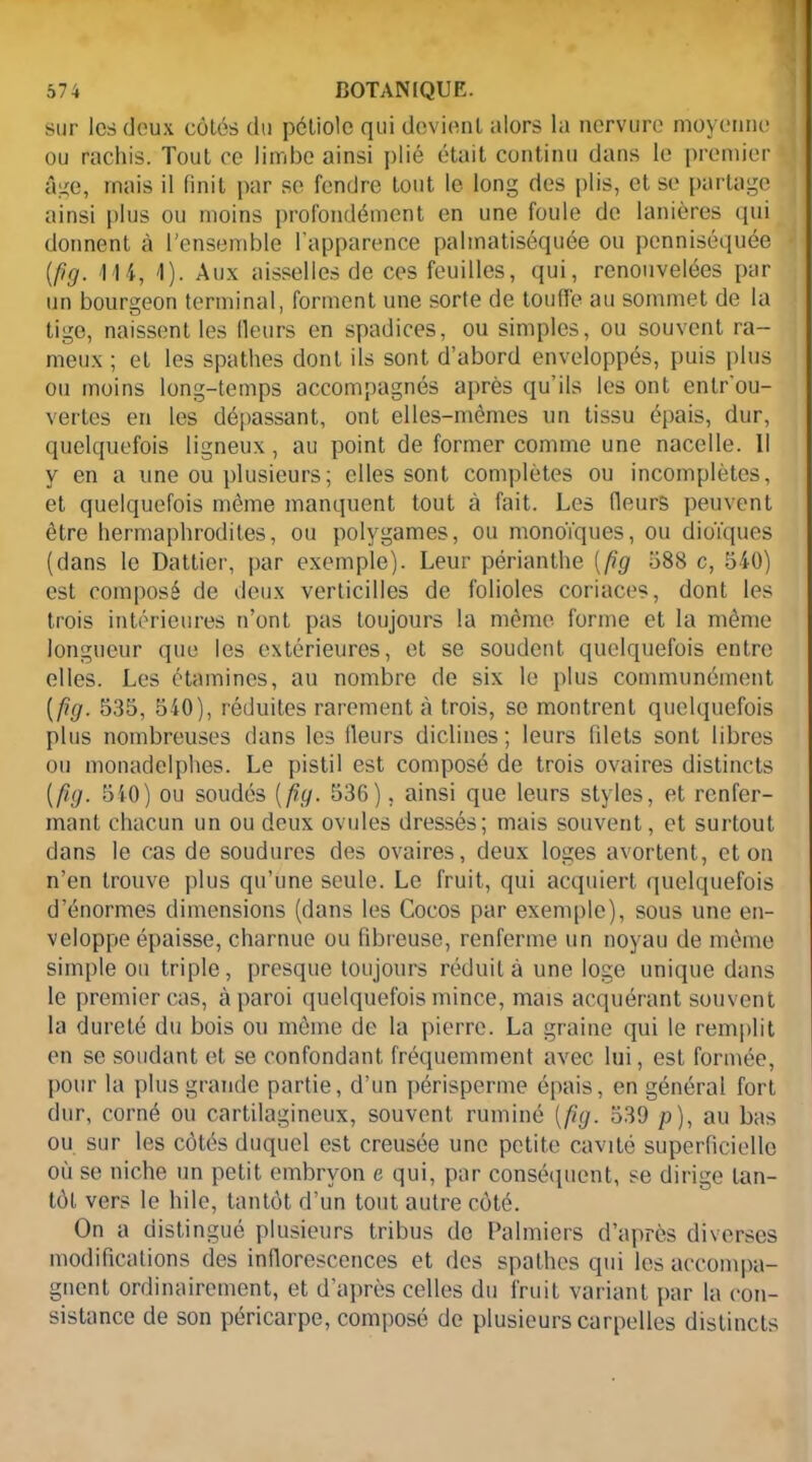 sur les deux côlôs du pétiole qui devient alors la nervure moyenne ou rachis. Tout ce limbe ainsi plié était continu dans le premier âge, mais il finit par se fendre tout le long des plis, et se partage ainsi plus ou moins profondément en une foule de lanières qui donnent à l'ensemble l’apparence palmatiséquée ou penniséquée {fig. 4 4 4, 4). Aux aisselles de ces feuilles, qui, renouvelées par un bourgeon terminal, forment une sorte de touffe au sommet de la tige, naissent les fleurs en spadices, ou simples, ou souvent ra- meux ; et les spathes dont ils sont d’abord enveloppés, puis plus ou moins long-temps accompagnés après qu’ils les ont enlr’ou- vertes en les dépassant, ont elles-mêmes un tissu épais, dur, quelquefois ligneux, au point de former comme une nacelle. Il y en a une ou plusieurs; elles sont complètes ou incomplètes, et quelquefois même manquent tout à fait. Les fleurs peuvent être hermaphrodites, ou polygames, ou monoïques, ou dioïques (dans le Dattier, par exemple). Leur périanthe (fig 588 c, 540) est composé de deux verticilles de folioles coriaces, dont les trois intérieures n’ont pas toujours la même forme et la même longueur que les extérieures, et se soudent quelquefois entre elles. Les étamines, au nombre de six le plus communément [fig. 535, 540), réduites rarement à trois, se montrent quelquefois plus nombreuses dans les fleurs diclines ; leurs filets sont libres ou monadelphes. Le pistil est composé de trois ovaires distincts [fig. 540) ou soudés {fig. 536), ainsi que leurs styles, et renfer- mant chacun un ou deux ovules dressés; mais souvent, et surtout dans le cas de soudures des ovaires, deux loges avortent, et on n’en trouve plus qu’une seule. Le fruit, qui acquiert quelquefois d’énormes dimensions (dans les Cocos par exemple), sous une en- veloppe épaisse, charnue ou fibreuse, renferme un noyau de même simple ou triple, presque toujours réduit à une loge unique dans le premier cas, à paroi quelquefois mince, mais acquérant souvent la dureté du bois ou même de la pierre. La graine qui le remplit en se soudant et se confondant fréquemment avec lui, est formée, pour la plus grande partie, d’un périsperme épais, en général fort dur, corné ou cartilagineux, souvent ruminé {fig. 539 p), au bas ou sur les côtés duquel est creusée une petite cavité superficielle où se niche un petit embryon e qui, par conséquent, se dirige tan- tôt vers le hile, tantôt d’un tout autre côté. On a distingué plusieurs tribus (le Palmiers d’après diverses modifications des inflorescences et des spathes qui les accompa- gnent ordinairement, et d’après celles du fruit variant par la con- sistance de son péricarpe, composé de plusieurs carpelles distincts
