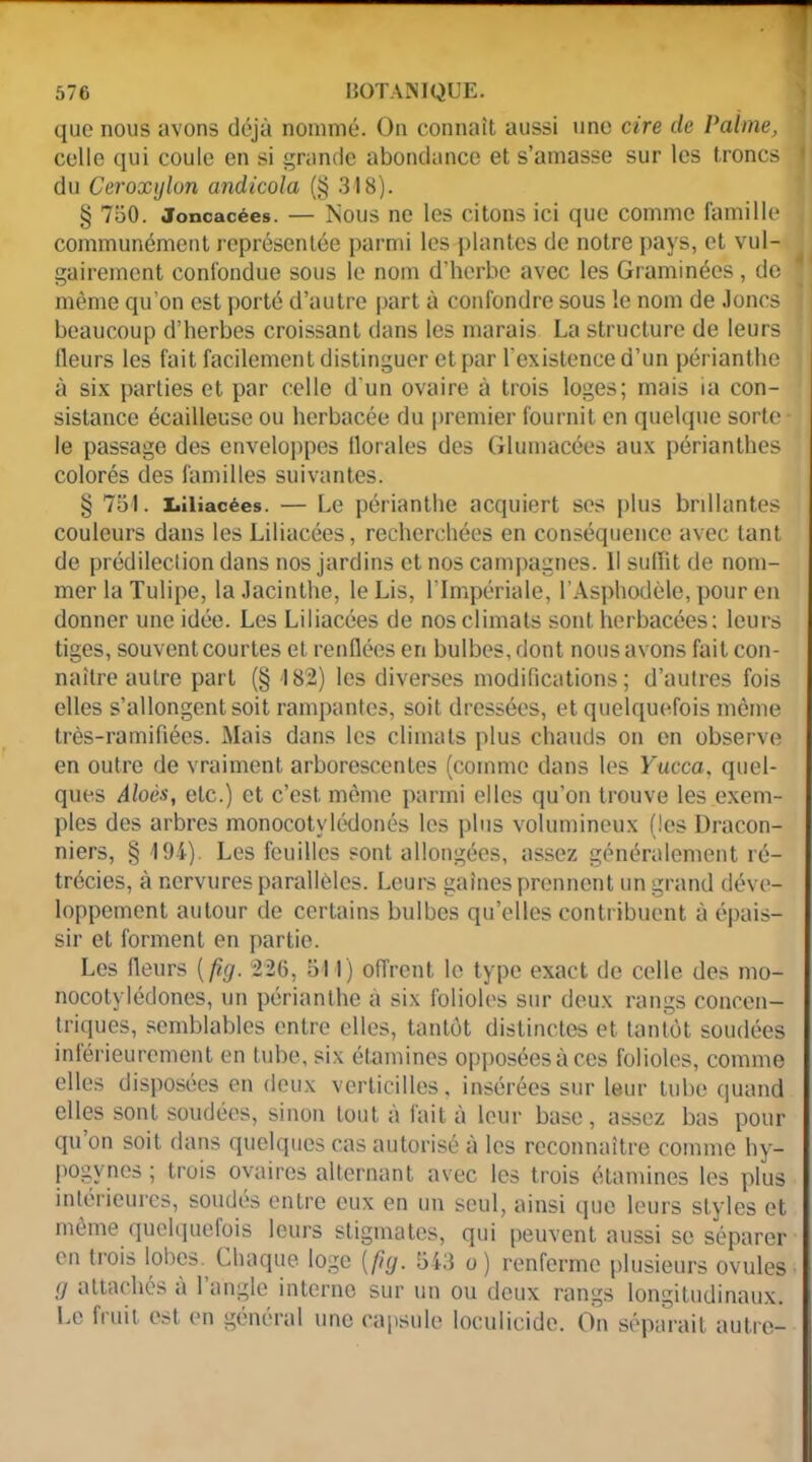 que nous avons déjà nommé. On connaît aussi une cire de Palme, > celle qui coule en si grande abondance et s’amasse sur les troncs j du Ceroxylun andicola (§ 318). § 750. Joncacées. — ISous ne les citons ici que comme famille communément représentée parmi les plantes de notre pays, et vul- gairement confondue sous le nom d’herbe avec les Graminées , de même qu’on est porté d’autre part à confondre sous le nom de Joncs j beaucoup d’herbes croissant dans les marais La structure de leurs (leurs les fait facilement distinguer et par l’existence d’un périanthe à six parties et par celle d'un ovaire à trois loges; mais ia con- sistance écailleuse ou herbacée du premier fournit en quelque sorte- le passage des enveloppes florales des Glumacées aux périanthes colorés des familles suivantes. § 751. Liliacèes. — Le périanthe acquiert ses plus brillantes couleurs dans les Liliacèes, recherchées en conséquence avec tant de prédilection dans nos jardins et nos campagnes. Il suffit de nom- mer la Tulipe, la Jacinthe, le Lis, l’Impériale, l’Asphodèle, pour en donner une idée. Les Liliacèes de nos climats sont herbacées; leurs tiges, souvent courtes et renflées en bulbes, dont nous avons fait con- naître autre part (§ 182) les diverses modifications; d’autres fois elles s’allongent soit rampantes, soit dressées, et quelquefois même très-ramifiées. Mais dans les climats plus chauds on en observe en outre de vraiment arborescentes (comme dans les Yucca, quel- ques Aloès, etc.) et c’est même parmi elles qu’on trouve les exem- ples des arbres monocotvlédonés les plus volumineux (les Bracon- niers, § 194). Les feuilles sont allongées, assez généralement ré- trécies, à nervures parallèles. Leurs gaines prennent un grand déve- loppement autour de certains bulbes qu’elles contribuent à épais- sir et forment en partie. Les fleurs ( fig. 226, 511) offrent le type exact de celle des mo- nocotylédones, un périanthe à six folioles sur deux rangs concen- triques, semblables entre elles, tantôt distinctes et tantôt soudées inférieurement en tube, six étamines opposées à ces folioles, comme elles disposées en deux vcrticilles, insérées sur leur tube quand elles sont soudées, sinon tout à fait à leur base, assez bas pour qu on soit dans quelques cas autorisé à les reconnaître comme hy- pogvncs ; trois ovaires alternant avec les trois étamines les plus intérieures, soudés entre eux en un seul, ainsi que leurs styles et même quelquefois leurs stigmates, qui peuvent aussi se séparer en trois lobes. Chaque loge [fnj. 543 o ) renferme plusieurs ovules D attachés a 1 angle interne sur un ou deux rangs longitudinaux. Le fruit est en général une capsule loculicide. On séparait autre-