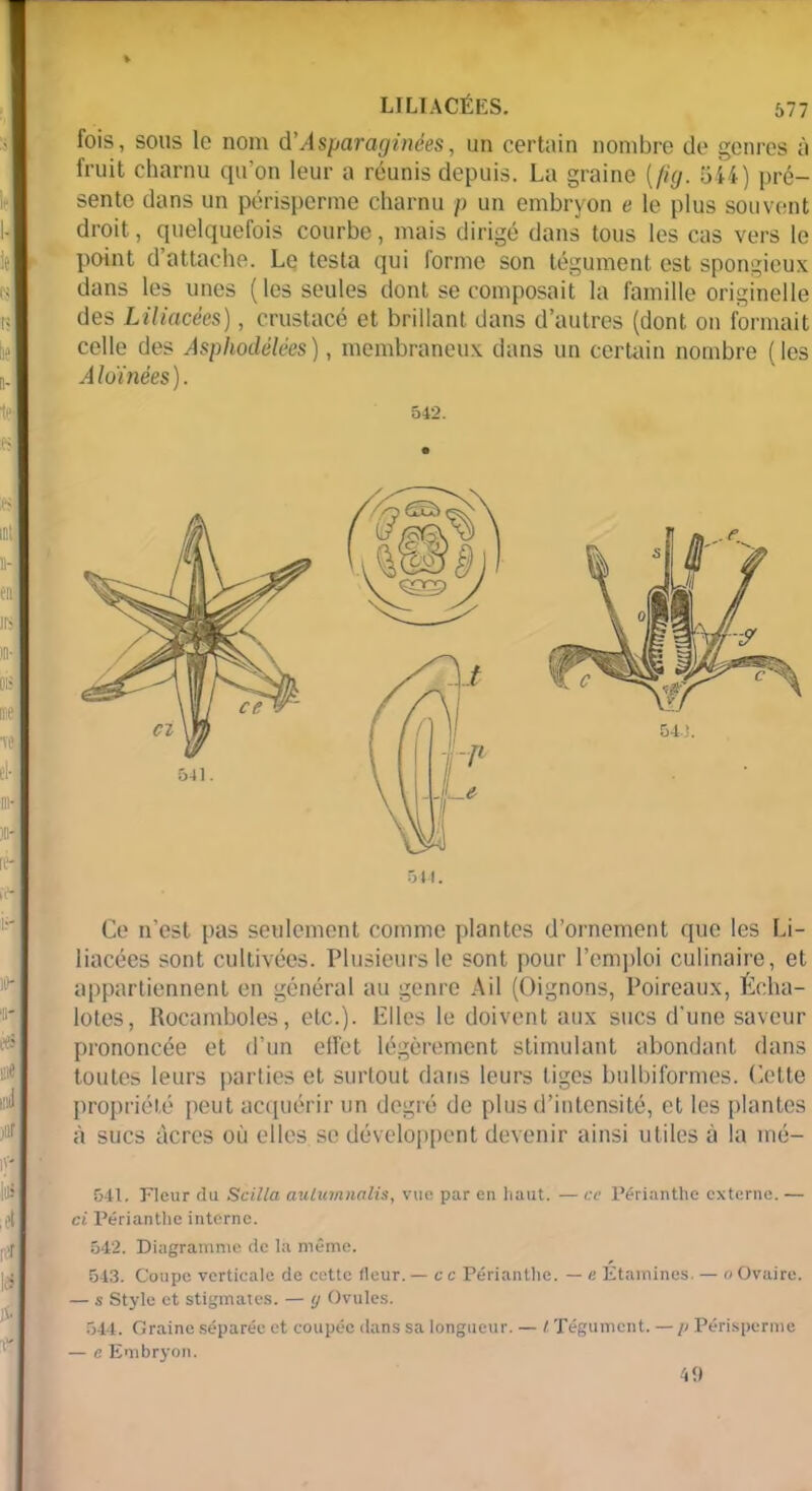 rt |; il? n- ifi 11- !. fl- me ii:- }0- k- tv- i- r il- ■<& t\t d itir 1'' lia A i'f les LILIACÉES. 577 fois, sous le nom d’Asparaginées, un certain nombre de genres à fruit charnu qu’on leur a réunis depuis. La graine [fuj. 544) pré- sente dans un périspcrme charnu p un embryon e le plus souvent droit, quelquefois courbe, mais dirigé dans tous les cas vers le point d’attache. Le testa qui forme son tégument est spongieux dans les unes (les seules dont se composait la famille originelle des Liliacées), crustacé et brillant dans d’autres (dont on formait celle des Asphodélées), membraneux dans un certain nombre (les Aloïnées). 542. Ce n’est pas seulement comme plantes d’ornement que les Li- liacées sont cultivées. Plusieurs le sont pour l’emploi culinaire, et appartiennent en général au genre Ail (Oignons, Poireaux, Écha- lotes, Rocamboles, etc.). Elles le doivent aux sucs d’une saveur prononcée et d’un elPet légèrement stimulant abondant dans toutes leurs parties et surtout dans leurs tiges bulbiformes. Cette propriété peut acquérir un degré de plus d’intensité, et les plantes à sucs âcres où elles se développent devenir ainsi utiles à la mé- 541. Fleur du Scilla aulurnnalis, vue par en haut. — ce Périanthe externe. — ci Périanthe interne. 542. Diagramme de là même. 543. Coupe verticale de cette fleur. — c c Périanthe. — e Etamines. — a Ovaire. — s Style et stigmates. — ij Ovules. 544. Graine séparée et coupée dans sa longueur. — t Tégument. — /< Périsperme — c Embryon. 40