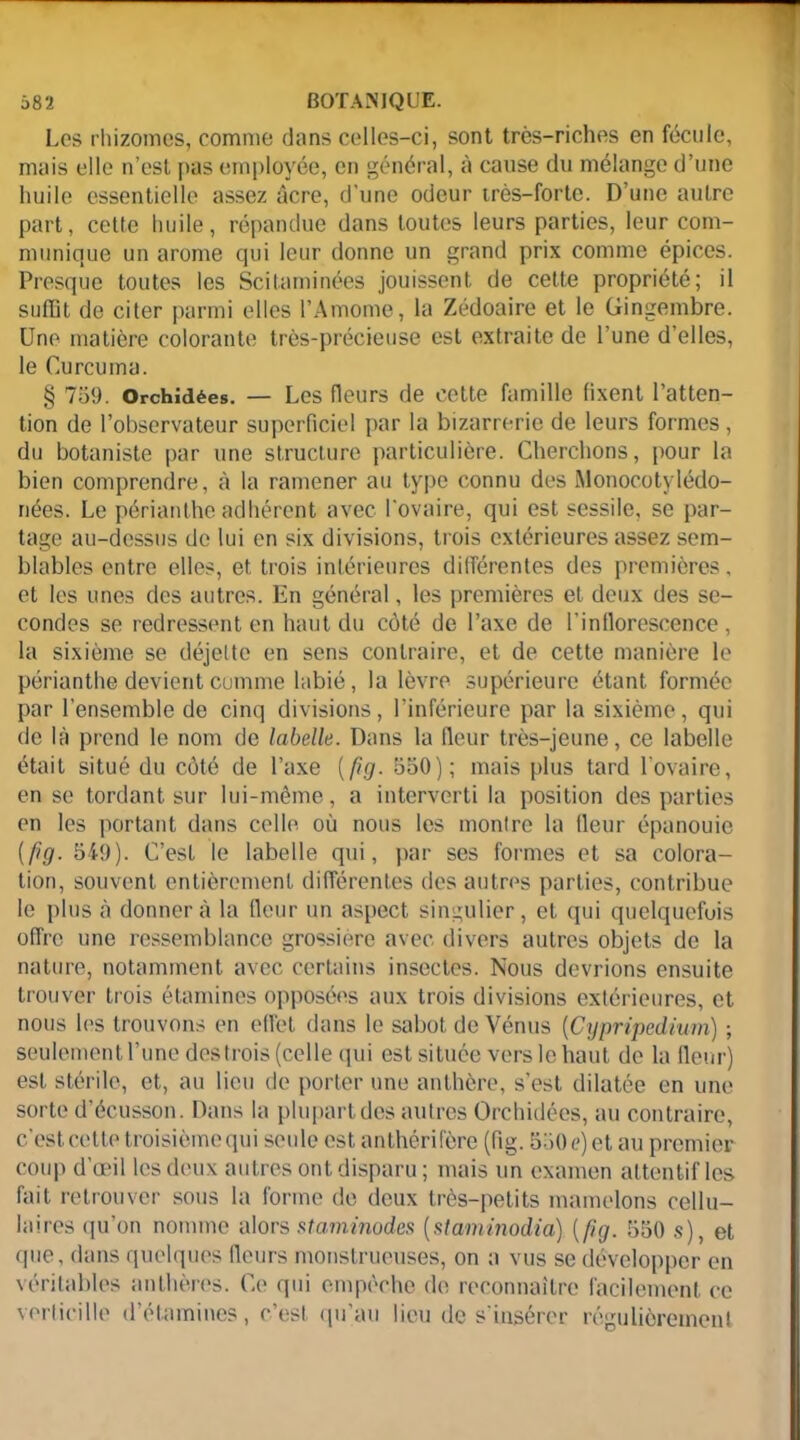 Les rhizomes, comme dans celles-ci, sont très-riches en fécule, mais elle n’est pas employée, en général, à cause du mélange d’une huile essentielle assez âcre, d'une odeur très-forte. D’une autre part, cette huile, répandue dans toutes leurs parties, leur com- munique un arôme qui leur donne un grand prix comme épices. Presque toutes les Scitaminées jouissent de cette propriété; il suffit de citer parmi elles l’Amome, la Zédoaire et le Gingembre. Une matière colorante très-précieuse est extraite de l’une d’elles, le Curcuma. § 759. Orchidées. — Les fleurs de cette famille fixent l’atten- tion de l’observateur superficiel par la bizarrerie de leurs formes, du botaniste par une structure particulière. Cherchons, pour la bien comprendre, à la ramener au type connu des Monocotylédo- nées. Le périanthe adhérent avec l'ovaire, qui est sessile, se par- tage au-dessus de lui en six divisions, trois extérieures assez sem- blables entre elles, et trois intérieures différentes des premières, et les unes des autres. En général, les premières et deux des se- condes se redressent en haut du côté de l’axe de l’inflorescence , la sixième se déjette en sens contraire, et de cette manière le périanthe devient comme labié, la lèvre supérieure étant formée par l’ensemble de cinq divisions, l’inférieure par la sixième, qui de là prend le nom de labelle. Dans la fleur très-jeune, ce labelle était situé du côté de l’axe [fig. 550); mais plus tard 1 ovaire, en se tordant sur lui-même, a interverti la position des parties en les portant dans celle, où nous les montre la fleur épanouie [fig. 549). C’est le labelle qui, par ses formes et sa colora- tion, souvent entièrement différentes des autres parties, contribue le plus à donnera la fleur un aspect singulier, et qui quelquefois offre une ressemblance grossière avec divers autres objets de la nature, notamment avec certains insectes. Nous devrions ensuite trouver trois étamines opposées aux trois divisions extérieures, et nous les trouvons en effet dans le sabot de Vénus [Cypripedium) ; seulement l’une des trois (celle qui est située vers le haut de la fleur) est stérile, et, au lieu de porter une anthère, s’est dilatée en une sorte d’écusson. Dans la plupart des autres Orchidées, au contraire, c’est cette troisième qui seule est anthérifère (fig. 550 e) et au premier coup d’œil les deux autres ont disparu ; mais un examen attentif les fait retrouver sous la forme de deux très-petits mamelons cellu- laires qu’on nomme alors staminodes (staminodia) [fig. 550 s), et que, dans quelques fleurs monstrueuses, on a vus se développer en véritables anthères. Ce qui empêche de reconnaître facilement ce voit ici lie d’étamines, c’est qu’au lieu de s’insérer régulièrement