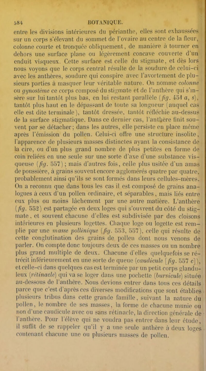 entre les divisions intérieures du périanthe, elles sont exhaussées sur un corps s’élevant du sommet de l’ovaire au centre de la fleur, colonne courte et tronquée obliquement, de manière à tourner en dehors une surface plane ou légèrement concave couverte d’un enduit visqueux. Cette surface est celle du stigmate, et dès lors nous voyons que le corps central résulte de la soudure de celui-ci avec les anthères, soudure qui conspire avec l’avortement de plu- sieurs parties à masquer leur véritable nature. On nomme colonne ou gynostème ce corps composé du stigmate et de l’anthère qui s’in- sère sur lui tantôt plus bas, en lui restant parallèle ( fig. 451 a, s), tantôt plus haut en le dépassant de toute sa longueur (auquel cas elle est dite terminale), tantôt dressée, tantôt réfléchie au-dessus de la surface stigmatique. Dans ce dernier cas, l’anthère finit sou- vent par se détacher; dans les autres, elle persiste en place même après l’émission du pollen. Celui-ci offre une structure insolite, l’apparence de plusieurs masses distinctes ayant la consistance de la cire, ou d’un plus grand nombre de plus petites en forme de coin reliées en une seule sur une sorte d’axe d’une substance vis- queuse [fig. 557) ; mais d’autres fois, celle plus usitée d'un amas dépoussière, à grains souvent encore agglomérés quatre par quatre, probablement ainsi qu’ils se sont formés dans leurs cellules-mères. On a reconnu que dans tous les cas il est composé de grains ana- logues à ceux d’un pollen ordinaire, et séparables, mais liés entre eux plus ou moins lâchement par une autre matière. L’anthère [fig- 552) est partagée en deux loges qui s’ouvrent du côté du stig- mate . et souvent chacune d’elles est subdivisée par des cloisons intérieures en plusieurs logettes. Chaque loge ou logelte est rem- plie par une /nasse pollmique {fig. 553, 557), celle qui résulte de cette conglutination des grains de pollen dont nous venons de parler. On compte donc toujours deux de ces masses ou un nombre plus grand multiple de deux. Chacune d’elles quelquefois se ré- trécit inférieurement en une sorte de queue (caudicuh [fig. 557 c]'), et celle-ci dans quelques cas est terminée par un petit corps glandu- leux (rëtinacle) qui vase loger dans une pochette [bursicule) située au-dessous de l'anthère. Nous devions entrer dans tous ces détails parce que c’est d’après ces diverses modifications que sont établies plusieurs tribus dans cette grande famille, suivant la nature du pollen, le nombre de ses masses, la forme de chacune munie ou non d’une caudicule avec ou sans rétinacle, la direction générale de l’anthère. Pour l’élève qui ne voudra pas entrer dans ieur étude, il suffit de se rappeler qu’il y a une seule anthère à deux loges contenant chacune une ou plusieurs masses de pollen.