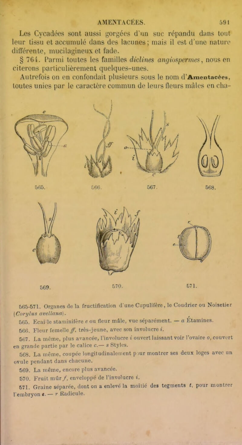 Les Cycadées sont aussi gorgées d'un suc répandu dans tout leur tissu et accumulé dans des lacunes; mais il est d’une nature différente, mucilagineux et fade. § 76 i. Parmi toutes les familles diclines angiospermes, nous en citerons particulièrement quelques-unes. Autrefois on en confondait plusieurs sous le nom d’Amentacées, toutes unies par le caractère commun de leurs fleurs mâles en cha- 565-571. Organes de la fructification d une Cupulifère , le Coudrier ou Noisetier [Carylus avellana). 565. Ecai le staminifère e on fleur mâle, vue séparément. — a Etamines. 566. Fleur femelle ff. très-jeune, avec son involucre i. 567. La même, plus avancée, l’involucre i ouvert laissant voir l’ovaire o, couvert en grande partie par le calice c.— s Styles. 568. La même, coupée longitudinalement pmr montrer ses deux loges avec un ovule pendant dans chacune. 569. La même, encore plus avancée. 570. Fruit mûr/, enveloppé de l’involucre i. 571. Graine séparée, dont on a enlevé la moitié des tegments t, pour montrer l'embryon «. — r Radicule.
