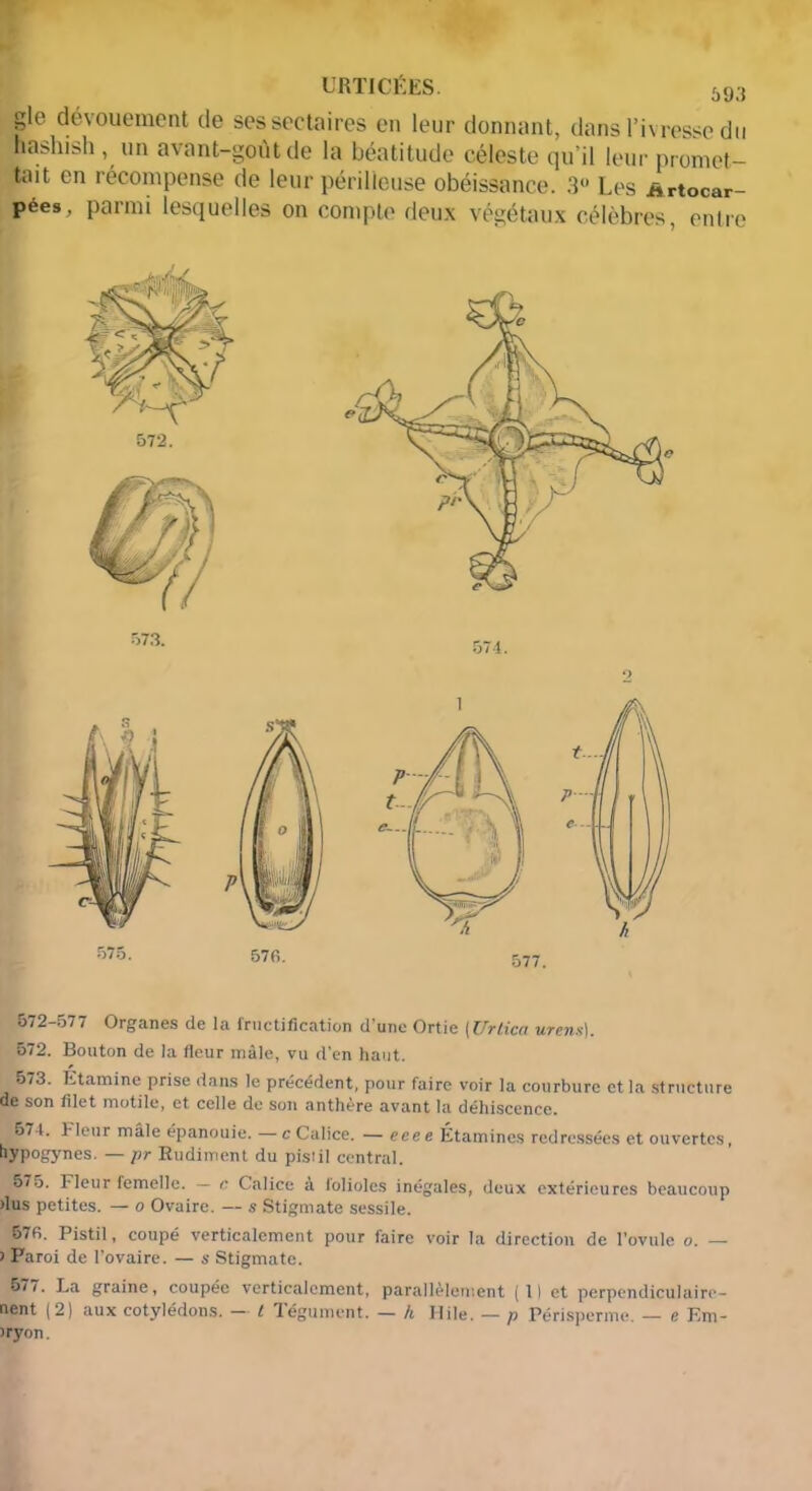 URTICÉES. 69;i gle dévouement de ses sectaires en leur donnant, dans l’ivresse du hashish , un avant-goût de la béatitude céleste qu’il leur promet- tait en récompense de leur périlleuse obéissance. 3° Les Artocar- pées, parmi lesquelles on compte deux végétaux célèbres, entre 572-577 Organes de la fructification d’une Ortie [Urtica urtms). 572. Bouton de la fleur mâle, vu d’en haut. 573. Etamine prise dans le précédent, pour faire voir la courbure et la structure de son filet motile, et celle de son anthère avant la déhiscence. 574. }- leur mâle épanouie. - c Calice. — eee e Étamines redressées et ouvertes, bypogynes. — pr Rudiment du pisiil central. 575. Fleur femelle. — c Calice a lolioles inégales, deux extérieures beaucoup >lus petites. — o Ovaire. — s Stigmate sessile. 57fi. Pistil, coupé verticalement pour faire voir la direction de l’ovule o. — i Paroi de l’ovaire. — s Stigmate. 577. La graine, coupée verticalement, parallèlement (Il et perpendiculaire- nent (2) aux cotylédons. — l Tégument. — h Hile. — p Périsperme. — e Em- iryon.