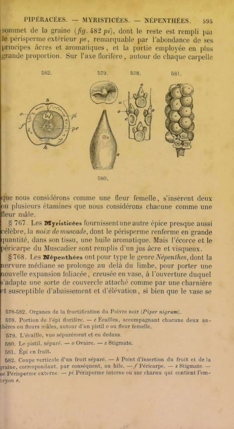 sommet de la graine (fîg. 482 pi), dont le reste est rempli pat le périsperme extérieur pe, remarquable par l’abondance de scs principes âcres et aromatiques, et la partie employée en plus grande proportion. Sur l’axe florifère , autour de chaque carpelle que nous considérons comme une fleur femelle, s’insèrent deux ou plusieurs étamines que nous considérons chacune comme une fleur mâle. § 767. Les Myristicées fournissent une autre épice presque aussi célèbre, la noix de muscade, dont le périsperme renferme en grande quantité, dans son tissu, une huile aromatique. Mais l’écorce et le Péricarpe du Muscadier sont remplis d’un jus âcre et visqueux. §768. Les Bïépenthées ont pour type le genreNépcnlhes, dont la nervure médiane se prolonge au delà du limbe, pour porter une nouvelle expansion foliacée, creusée en vase, à l’ouverture duquel s’adapte une sorte de couvercle attaché comme par une charnière ?t susceptible d’abaissement et d’élévation, si bien que le vase se 578-582. Organes de la fructification du Poivre noir (Piper niyrum). 578. Portion de l'épi florifère. — «Écailles, accompagnant chacune deux an- hères ou fleurs mâles, autour d’un pistil o ou fleur femelle. 579. L’écaille, vue séparément et eu dedans. 580. Le pistil, séparé. — o Ovaire. — s Stigmate. 581. Épi en fruit. 682. Coupe verticale d’un fruit séparé. — h Point d’insertion du fruit et de la ’raine, correspondant, par conséquent, au hile. —/Péricarpe. — s Stigmate. — ve Périsperme externe. — pi Périsperme interne ou sac charnu qui contient l’em- t>ryon e.