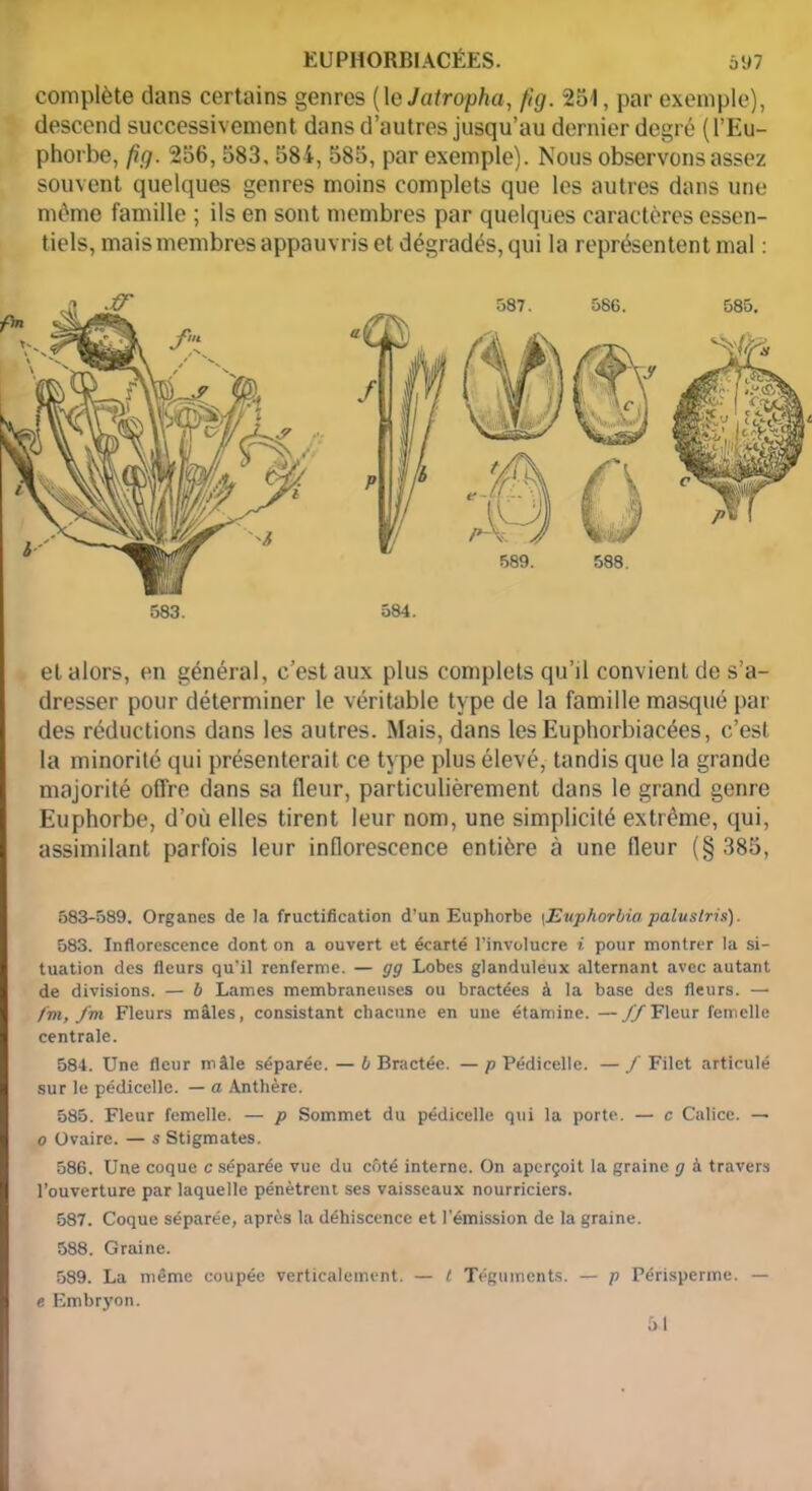 complète dans certains genres (le Jatropha, fuj. 251, par exemple), descend successivement dans d’autres jusqu’au dernier degré (l’Eu- phorbe, fig. 256,583, 584, 585, par exemple). Nous observons assez souvent quelques genres moins complets que les autres dans une même famille ; ils en sont membres par quelques caractères essen- tiels, mais membres appauvris et dégradés, qui la représentent mal : et alors, en général, c’est aux plus complets qu’il convient de s’a- dresser pour déterminer le véritable type de la famille masqué par des réductions dans les autres. Mais, dans les Euphorbiacées, c’est la minorité qui présenterait ce type plus élevé, tandis que la grande majorité offre dans sa fleur, particulièrement dans le grand genre Euphorbe, d’où elles tirent leur nom, une simplicité extrême, qui, assimilant parfois leur inflorescence entière à une fleur (§ 385, 583-589. Organes de la fructification d’un Euphorbe \Euphorbia paluslris). 583. Inflorescence dont on a ouvert et écarté l’involucre i pour montrer la si- tuation des fleurs qu’il renferme. — gg Lobes glanduleux alternant avec autant de divisions. — b Lames membraneuses ou bractées à la base des fleurs. — fm, fm Fleurs mâles, consistant chacune en une étamine. — //Fleur femelle centrale. 584. Une fleur mâle séparée. — b Bractée. — p Pédicelle. — / Filet articulé sur le pédicelle. — a Anthère. 585. Fleur femelle. — p Sommet du pédicelle qui la porte. — c Calice. — o Ovaire. — s Stigmates. 586. Une coque c séparée vue du côté interne. On aperçoit la graine g à travers l’ouverture par laquelle pénètrent ses vaisseaux nourriciers. 587. Coque séparée, après la déhiscence et l’émission de la graine. 588. Graine. 589. La même coupée verticalement. — t Téguments. — p Périsperme. — e Embryon.