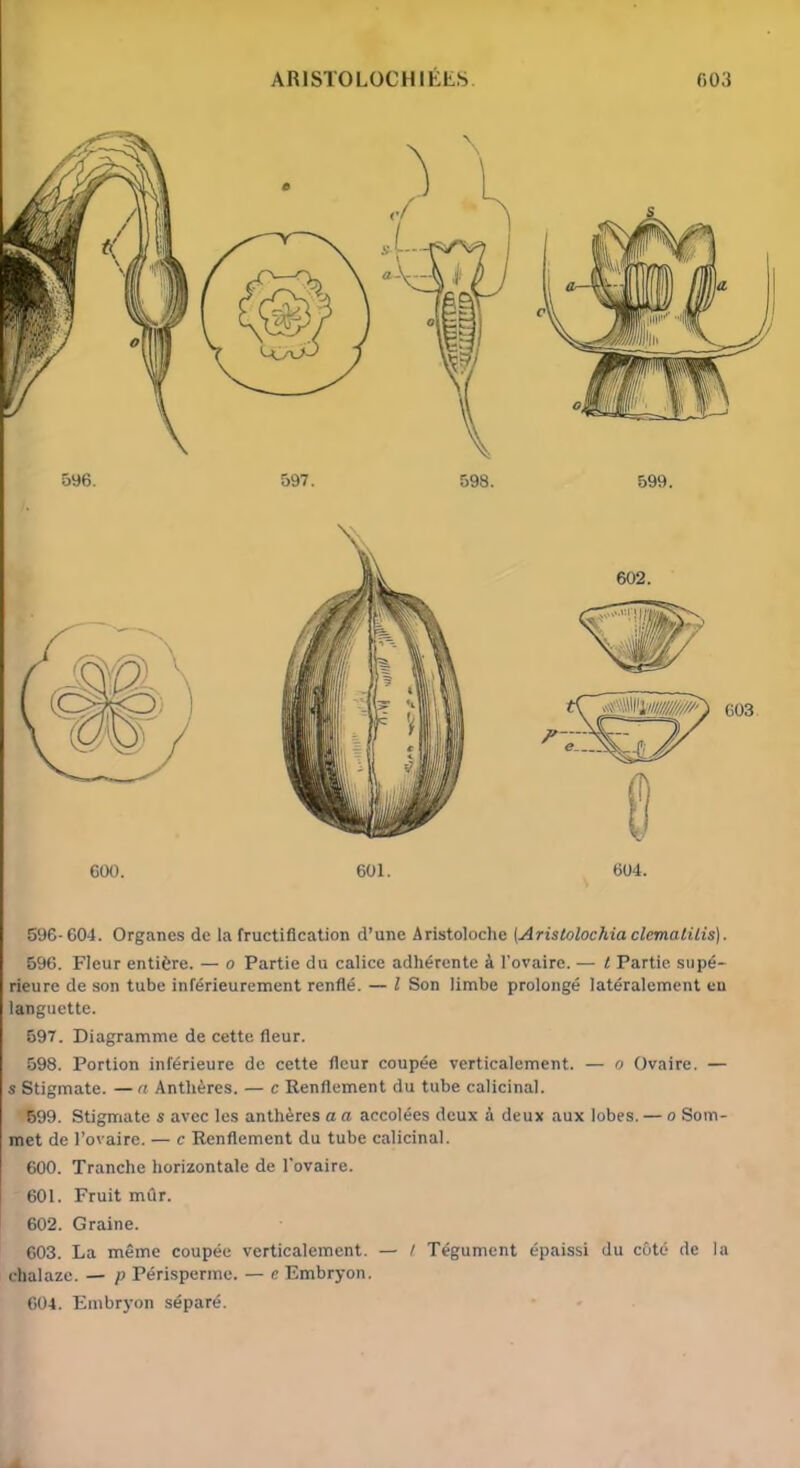 596-604. Organes de la fructification d’une Aristoloche [Aristolochia clemalilis). 596. Fleur entière. — o Partie du calice adhérente à l'ovaire. — t Partie supé- rieure de son tube inférieurement renflé. — l Son limbe prolongé latéralement eu languette. 597. Diagramme de cette fleur. 598. Portion inférieure de cette fleur coupée verticalement. — o Ovaire. — s Stigmate. — a Anthères. — c Renflement du tube calicinal. 599. Stigmate s avec les anthères a a accolées deux à deux aux lobes. — o Som- met de l’ovaire. — c Renflement du tube calicinal. 600. Tranche horizontale de l’ovaire. 601. Fruit mflr. 602. Graine. 603. La même coupée verticalement. — t Tégument épaissi du côté de la chalaze. — p Périsperme. — e Embryon. 604. Embryon séparé.