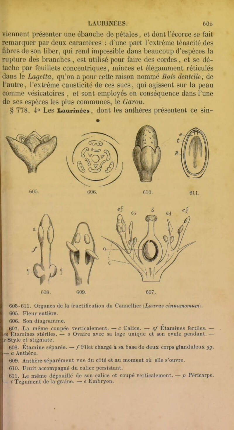 viennent présenter une ébauche de pétales, et dont l’écorce se fait remarquer par deux caractères : d’une part l’extrême ténacité des fibres de son liber, qui rend impossible dans beaucoup d’espèces la rupture des branches, est utilisé pour faire des cordes, et se dé- tache par feuillets concentriques, minces et élégamment réticulés dans le Lagetta, qu’on a pour cette raison nommé Bois dentelle; de l’autre, l’extrême causticité de ces sucs, qui agissent sur la peau comme vésicatoires , et sont employés en conséquence dans l’une de ses espèces les plus communes, le Garou. § 778. 4° Les Laurinèes, dont les anthères présentent ce sin- 605. 610. 611. 605-611. Organes de la fructification du Cannellier |Laurus cinnamomum). 605. Fleur entière. 606. Son diagramme. 607. La même coupée verticalement. — c Calice. — ef Étamines fertiles. — es Étamines stériles. — o Ovaire avec sa loge unique et son ovule pendant. — s Style et stigmate. 608. Étamine séparée. — /Filet chargé à sa base de deux corps glanduleux gg. — a Anthère. 609. Anthère séparément vue du côté et au moment où elle s’ouvre. 610. Fruit accompagné du calice persistant. 611. Le même dépouillé de son calice et coupé verticalement. — p Péricarpe. — t Tégument delà graine. — c Embryon.