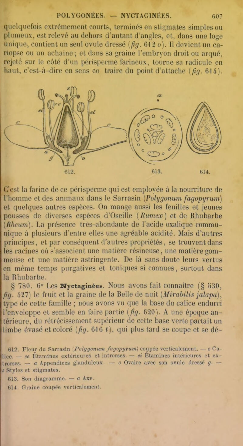 POLYGONÉES. — NYCTAGINÉES. fi07 quelquefois extrêmement courts, terminés en stigmates simples ou plumeux, est relevé au dehors d’autant d’angles, et, dans une loge unique, contient un seul ovule dressé (fig. 612 o). Il devient un ca- riopse ou un achaine; et dans sa graine l’embryon droit ou arqué, rejeté sur le côté d’un périsperme farineux, tourne sa radicule en haut, c’est-à-dire en sens co traire du point d’attache [fig. 614). 612. 613. 614. C’est la farine de ce périsperme qui est employée à la nourriture de l’homme et des animaux dans le Sarrasin (Pohjgonum fagopyrum) et quelques autres espèces. On mange aussi les feuilles et jeunes pousses de diverses espèces d’Oseille (Rumex) et de Rhubarbe (Rheum). La présence très-abondante de l'acide oxalique commu- nique à plusieurs d'entre elles une agréable acidité. Mais d’autres principes, et par conséquent d’autres propriétés, se trouvent dans les racines où s’associent une matière résineuse, une matière gom- meuse et une matière astringente. De là sans doute leurs vertus en même temps purgatives et toniques si connues, surtout dans la Rhubarbe. § 780. 6° Les Nyctagînées. Nous avons fait connaître (§ 530, fig. 427) le fruit et la graine de la Belle de nuit [Mirabilis jalapa), type de cette famille ; nous avons vu que la base du calice endurci l’enveloppe et semble en faire partie [fig. 620). A une époque an- térieure, du rétrécissement supérieur de cette base verte partait un limbe évasé et coloré [fig. 616 t), qui plus tard se coupe et se dé- 612. Fleur du Sarrasin (Polygonum fagopyrum) coupée verticalement. — c Ca- lice. — ce Etamines extérieures et introrses. — ei Etamines intérieures et ex- trorscs. — a Appendices glanduleux. — o Ovaire avec son ovule dressé g. — s Styles et stigmates. 613. Son diagramme. — a Axe.