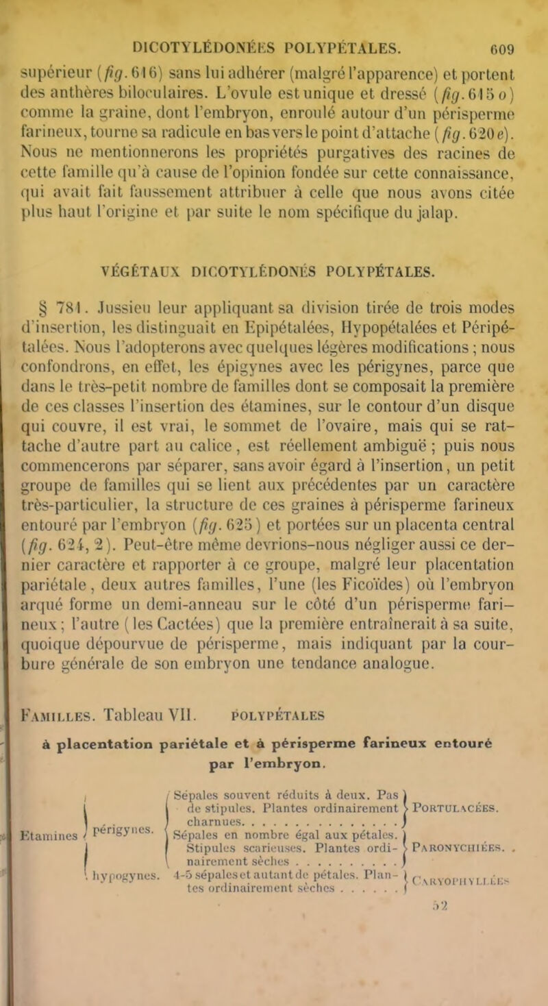 supérieur ( fig. (316) sans lui adhérer (malgré l’apparence) et portent des anthères biloeulaires. L’ovule est unique et dressé (fig. 6l5o) comme la graine, dont l’embryon, enroulé autour d’un périsperme farineux, tourne sa radicule en bas vers le point d’attache (fig. 620 e). Nous ne mentionnerons les propriétés purgatives des racines de cette famille qu’à cause de l’opinion fondée sur cette connaissance, qui avait fait faussement attribuer à celle que nous avons citée plus haut l'origine et par suite le nom spécifique du jalap. VÉGÉTAUX DICOTYLÉDONES POLYPÉTALES. § 781. Jussieu leur appliquant sa division tirée de trois modes d'insertion, les distinguait en Epipétalées, Hypopétalécs et Péripé- talées. Nous l’adopterons avec quelques légères modifications ; nous confondrons, en effet, les épigynes avec les périgynes, parce que dans le très-petit nombre de familles dont se composait la première de ces classes l’insertion des étamines, sur le contour d’un disque qui couvre, il est vrai, le sommet de l’ovaire, mais qui se rat- tache d’autre part au calice , est réellement ambiguë ; puis nous commencerons par séparer, sans avoir égard à l’insertion, un petit groupe de familles qui se lient aux précédentes par un caractère très-particulier, la structure de ces graines à périsperme farineux entouré par l’embryon (fig. 62o) et portées sur un placenta central (fig. 624, 2). Peut-être même devrions-nous négliger aussi ce der- nier caractère et rapporter à ce groupe, malgré leur placentation pariétale, deux autres familles, l’une (les Ficoïdes) où l’embryon arqué forme un demi-anneau sur le côté d’un périsperme fari- neux; l’autre (les Cactées) que la première entraînerait à sa suite, quoique dépourvue de périsperme, mais indiquant par la cour- bure générale de son embryon une tendance analogue. Familles. Tableau VII. Polypétales à placentation pariétale et à périsperme farineux entouré par l’embryon. i / Sépales souvent réduits à deux. Pas J t l de stipules. Plantes ordinairement > Portulacées. | . . I charnues ) Etamines ! PenSyiles- \ Sépales en nombre égal aux pétales, j I I Stipules scarieuses. Plantes ordi- : Paronychikes. . \ nairemcnt sèches ) ! hypogynes. 4-5 sépales et autant de pétales. Plan- 1 cAkY0£>HYLI tes ordinairement sèches I