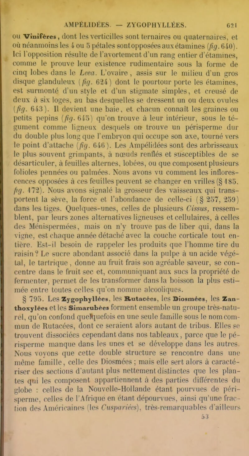 651 AM PÉL1DÉES. — ZYGOPHYLLÉES. ou viuifères, dont les verticilies sont ternaires ou quaternaires, et où néanmoins les 4 ou 5 pétales sont opposées aux étamines (fig. G40). I Ici l'opposition résulte de l’avortement d’un rang entier d’étamines, comme le prouve leur existence rudimentaire sous la forme de cinq lobes dans le Leea. L’ovaire, assis sur le milieu d’un gros disque glanduleux (fig. 624) dont le pourtour porte les étamines, est surmonté d'un style et d’un stigmate simples, et creusé de deux à six loges, au bas desquelles se dressent un ou deux ovules [fig. 643). Il devient une baie, et chacun connaît les graines ou petits pépins (fig- 645) qu’on trouve à leur intérieur, sous le té- gument comme ligneux desquels on trouve un périsperme dur du double plus long que l’embryon qui occupe son axe, tourné vers le point d’attache [fig. 646). Les Ampélidées sont des arbrisseaux le plus souvent grimpants, à nœuds rentlés et susceptibles de se désarticuler, à feuilles alternes, lobées, ou que composent plusieurs folioles pennées ou palmées. Nous avons vu comment les inflores- cences opposées à ces feuilles peuvent se changer en vrilles (§ \ 85, I fig. 172). Nous avons signalé la grosseur des vaisseaux qui trans- portent la sève, la force et l’abondance de celle-ci (§ 257, 259) dans les tiges. Quelques-unes, celles de plusieurs Cissus, ressem- blent, par leurs zones alternatives ligneuses et cellulaires, à celles des Ménispermées, mais on n’v trouve pas de liber qui, dans la vigne, est chaque année détaché avec la couche corticale tout en- 1 tière. Est-il besoin de rappeler les produits que l’homme tire du raisin? Le sucre abondant associé dans la pulpe à un acide végé- I tal, le tartrique, donne au fruit frais son agréable saveur, se con- centre dans le fruit sec et, communiquant aux sucs la propriété de I fermenter, permet de les transformer dans la boisson la plus esti— I mée entre toutes celles qu’on nomme alcooliques. § 795. Les Zygophyllées, les Rutacées, les Biosmées, les Zan- I thoxylées et les Simarubèe* forment ensemble un groupe très-natu- rel, qu’on confond quelquefois en une seule famille sous le nomcom- I mun de Rutacées, dont ce seraient alors autant de tribus. Elles se I trouvent dissociées cependant dans nos tableaux, parce que le pé- I risperrne manque dans les unes et se développe dans les autres. I Nous voyons que cette double structure se rencontre dans une I même famille, celle des Diosmées ; mais elle sert alors à caracté- I riser des sections d'autant plus nettement distinctes que les plan- I tes qui les composent appartiennent h des parties différentes du globe : celles de la Nouvelle-Hollande étant pourvues de péri- I sperme, celles de l’Afrique en étant dépourvues, ainsi qu’une frac- I lion des Américaines (les Cuspariées), très-remarquables d’ailleurs