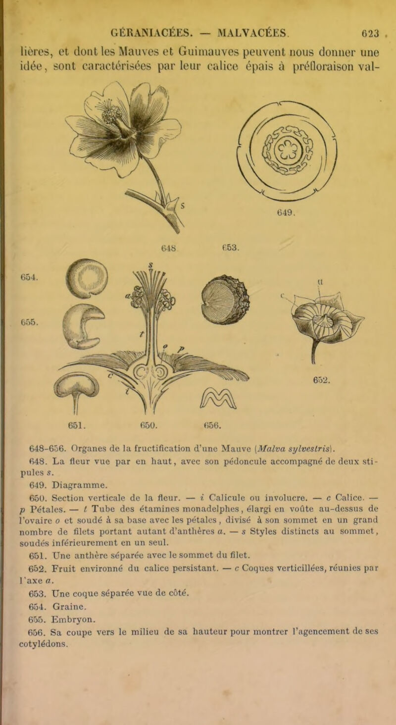ü‘23 GÉRANIACÉES. — MALVACÉES lières, et dont les Mauves et Guimauves peuvent nous donner une idée, sont caractérisées parleur calice épais à préQoraison val- 648 653. 651. 650. 656. 648-656. Organes de la fructification d’une Mauve {Malva sytveslris). 648. La fleur vue par en haut, avec son pédoncule accompagné de deux sti- pules s. 649. Diagramme. 650. Section verticale do la fleur. — i Calicule ou involucre. — c Calice. — p Pétales.— t Tube des étamines monadelphes, élargi en voflte au-dessus de l’ovaire o et soudé à sa base avec les pétales, divisé à son sommet en un grand nombre de filets portant autant d’anthères a. — s Styles distincts au sommet, soudés inférieurement en un seul. 651. Une anthère séparée avec le sommet du filet. 652. Fruit environné du calice persistant. — c Coques verticillées, réunies par l'axe a. 653. Une coque séparée vue de côté. 654. Graine. 655. Embryon. 656. Sa coupe vers le milieu de sa hauteur pour montrer l’agencement de ses cotylédons.