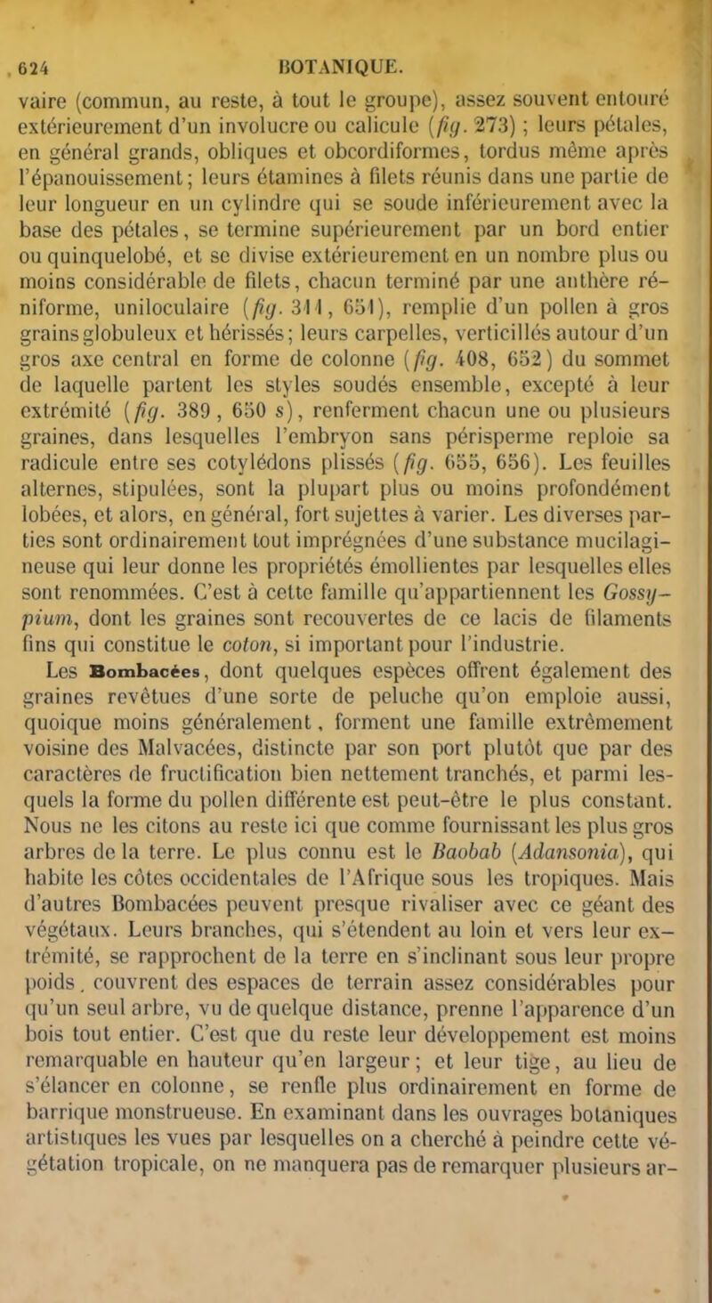 vaire (commun, au reste, à tout le groupe), assez souvent entouré extérieurement d’un involucre ou calicule (fig. 273) ; leurs pétales, en général grands, obliques et obcordiformes, tordus même après l’épanouissement; leurs étamines à filets réunis dans une partie de leur longueur en un cylindre qui se soude inférieurement avec la base des pétales, se termine supérieurement par un bord entier ou quinquelobé, et se divise extérieurement en un nombre plus ou moins considérable de filets, chacun terminé par une anthère ré- niforme, uniloculaire [fuj. 311, 651), remplie d’un pollen à gros grains globuleux et hérissés; leurs carpelles, verticillés autour d’un gros axe central en forme de colonne (fig. 408, 652) du sommet de laquelle partent les styles soudés ensemble, excepté à leur extrémité (fig. 389, 650 s), renferment chacun une ou plusieurs graines, dans lesquelles l’embryon sans périsperme reploie sa radicule entre ses cotylédons plissés (fig. 655, 656). Les feuilles alternes, stipulées, sont la plupart plus ou moins profondément lobées, et alors, en général, fort sujettes à varier. Les diverses par- ties sont ordinairement tout imprégnées d’une substance mucilagi- neuse qui leur donne les propriétés émollientes par lesquelles elles sont renommées. C’est à celte famille qu’appartiennent les Gossy- pium, dont les graines sont recouvertes de ce lacis de filaments fins qui constitue le coton, si important pour l’industrie. Les Bombacées, dont quelques espèces offrent également des graines revêtues d’une sorte de peluche qu’on emploie aussi, quoique moins généralement, forment une famille extrêmement voisine des Malvacées, distincte par son port plutôt que par des caractères de fructification bien nettement tranchés, et parmi les- quels la forme du pollen différente est peut-être le plus constant. Nous ne les citons au reste ici que comme fournissant les plus gros arbres de la terre. Le plus connu est le Baobab (Adansonia), qui habite les côtes occidentales de l’Afrique sous les tropiques. Mais d’autres Bombacées peuvent presque rivaliser avec ce géant des végétaux. Leurs branches, qui s’étendent au loin et vers leur ex- trémité, se rapprochent de la terre en s’inclinant sous leur propre poids. couvrent des espaces de terrain assez considérables pour qu’un seul arbre, vu de quelque distance, prenne l’apparence d’un bois tout entier. C’est que du reste leur développement est moins remarquable en hauteur qu’en largeur; et leur tige, au lieu de s’élancer en colonne, se renfle plus ordinairement en forme de barrique monstrueuse. En examinant dans les ouvrages botaniques artistiques les vues par lesquelles on a cherché à peindre cette vé- gétation tropicale, on ne manquera pas de remarquer plusieurs ar-