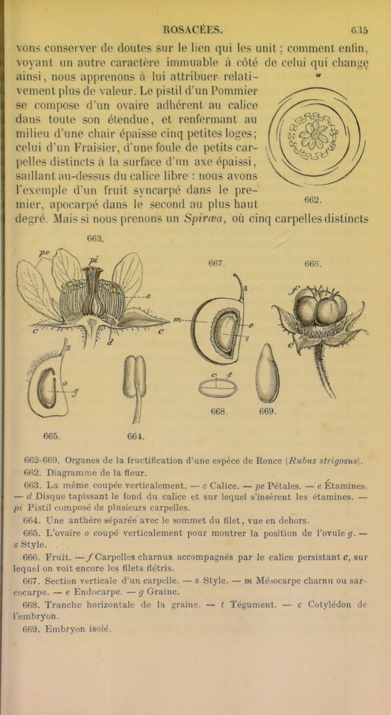 ROSACÉES. (>;i5 vous conserver de doutes sur le lien qui les unit ; comment enfin, voyant un autre caractère immuable à côté de celui qui change ainsi, nous apprenons à lui attribuer relati- w vement plus de valeur. Le pistil d’un Pommier se compose d’un ovaire adhérent au calice dans toute son étendue, et renfermant au milieu d’une chair épaisse cinq petites loges; celui d’un Fraisier, d’une foule de petits car- pelles distincts à la surface d’un axe épaissi, saillant au-dessus du calice libre : nous avons l’exemple d’un fruit syncarpé dans le pre- mier, apoearpé dans le second au plus haut degré. Mais si nous prenons un Spirœa, où cinq carpelles distincts 662. 663. 662-669. Organes de la fructification d’une espèce de Ronce [Rubus slrigosus). 662. Diagramme de la fleur. 663. La même coupée verticalement. — c Calice. — pe Pétales. — e Étamines. — d Disque tapissant le fond du calice et sur lequel s’insèrent les étamines. — pi Pistil composé de plusieurs carpelles. 664. Une anthère séparée avec le sommet du filet, vue en dehors. 665. L’ovaire o coupé verticalement pour montrer la position de l’ovule g. — s Style. 666. Fruit.—/Carpelles charnus accompagnés par le calice persistant c, sur lequel on voit encore les filets flétris. 667. Section verticale d’un carpelle. — s Style. — m Mésocarpe charnu ou sar- cocarpe. — e Endocarpe. — g Graine. 668. Tranche horizontale de la graine. — l Tégument. — c Cotylédon de l'embryon. 669. Embryon isolé.