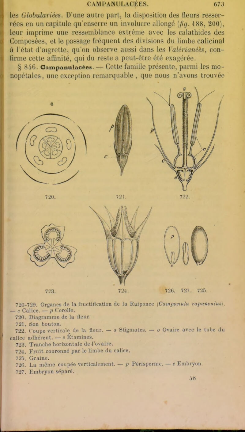les Globulariées. D’une autre part, la disposition des Heurs resser- rées en un capitule qu’enserre un involucre allongé (fig. 188, 200), leur imprime une ressemblance extrême avec les calathides des Composées, et le passage fréquent des divisions du limbe calicinal à l’état d’aigrette, qu’on observe aussi dans les Valérianéès, con- firme cette affinité, qui du reste a peut-être été exagérée. § 816. Campanulacées. — Celte famille présente, parmi les mo- nopétales, une exception remarquable, que nous n’avons trouvée 720-729. Organes de la fructification de la Raiponce [Campanula rapunculus). — c Calice. — p Corolle. 720. Diagramme de la fleur. 721. Son bouton. 722. Coupe verticale de la fleur. — s Stigmates. — o Ovaire avec le tube du calice adhérent. — e Etamines. 723. Tranche horizontale de l’ovaire, 724. Fruit couronné par le limbe du calice. 725. Graine. 726. La même coupée verticalement. — p Périsperme. — e Embryon. 727. Embryon séparé.
