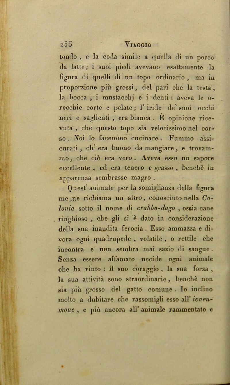 tondo , e la coda simile a quella di un porco da latte; i suoi piedi avevano esattamente la figura di quelli di un topo ordinario, ma in proporzione piu grossi, del pari cbe la testa, la bocca , i mustacchj e i denti : aveva le o- recchie corte e pelate ; T iride de’ suoi ocelli % neri e saglienti , era bianca . E opinione rice- vuta , cbe qnesto topo sia velocissimo nel cor- so . Noi lo facemmo cucinare . Fummo assi- curati , eld era buono da mangiare, e trovam- mo, cbe cio era vero . Aveva esso un sapore eccellente , ed era tenero e grasso , bench£ in apparenza senibrasse magro . Quest5 auimale per la somiglianza della figura me r.e richiama un altro, couosciuto nella Co- lon ia sotto il nome di crabbo-da*o , ossia cane ringbioso , cbe gli si '& dato in considerazione della sua inaudita ferocia . Esso ammazza e di- vora ogni quadrupede , volatile , o rettile che incontra e non sembra mai sazio di sangue. Senza essere affamato uccide ogni animale che ha vinto : il suo coraggio , la sua forza , la sua attivita souo straordinarie, bench£ non sia piii grosso del gatto comune . lo incliuo molto a dubitare che rassomigli esso all' icneu- mone, e piu ancora all’ animale rammentato e