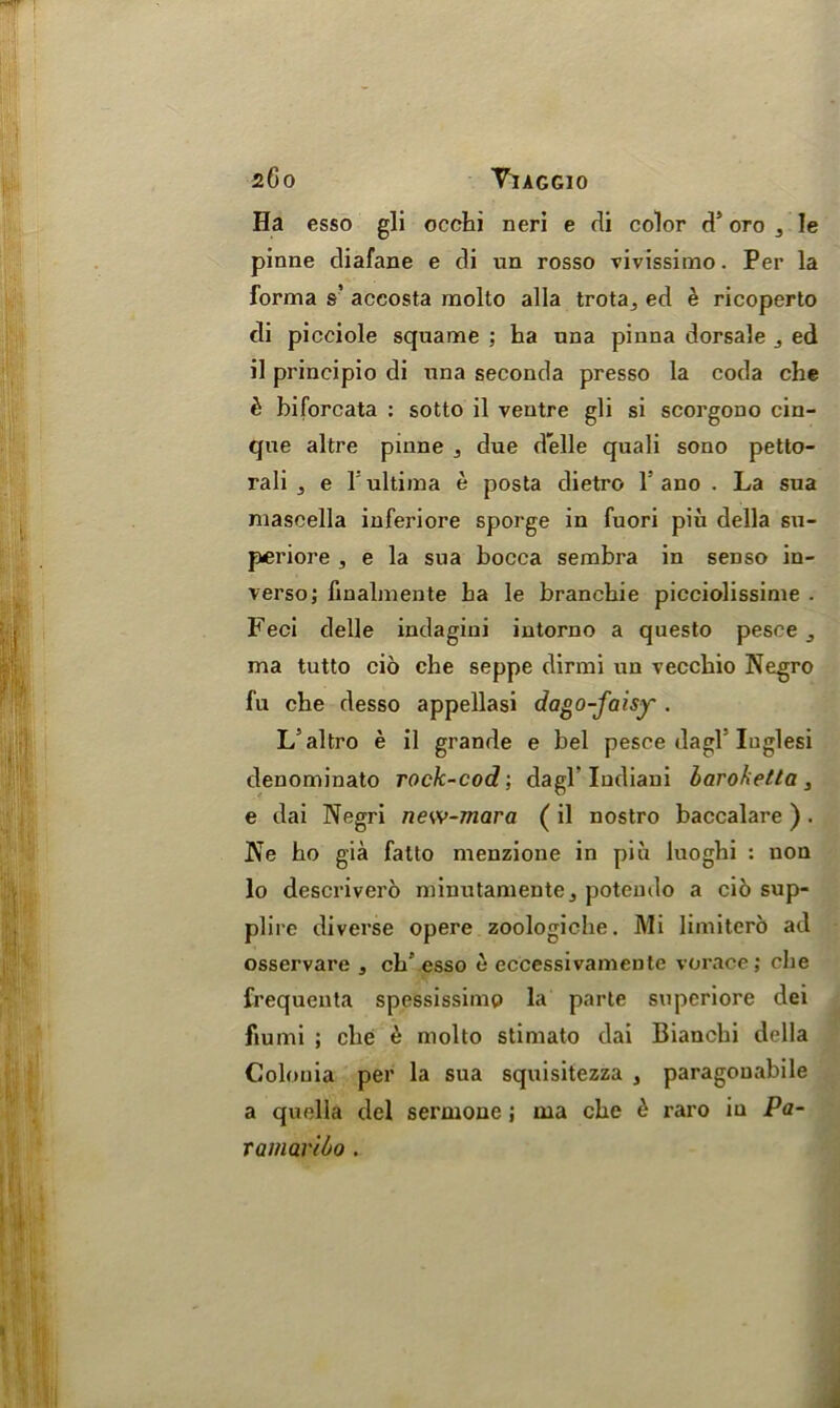 Ha esso gli occhi neri e di color d5 oro ^ le pinne diafane e di un rosso vivissimo. Per la forma s’ aceosta molto alia trota^ ed e ricoperto di picciole squame ; ha una pinna dorsale 3 ed il principio di nna seconda presso la coda che b biforcata : sotto il ventre gli si scorgono cin- que altre pinne 3 due delle quali sono petto- rali 5 e 1: ultima e posta dietro 1 ano . La sua maseella inferiore sporge in fuori piu della su- periore , e la sua bocca sembra in senso in- verso ; finalmente ha le branchie picciolissime . Feci delle indagini intorno a questo pesce ma tutto cio che seppe dirmi un vecchio Negro fu che desso appellasi dago-faisy . L’altro e il grande e bel pesce dagl' Iuglesi denominato rock-cod ; dagl’ Iudiani baroketta 3 e dai Negri new-mara ( il nostro baccalare ) . Ne ho gia fatto menzione in piu luoghi : non lo descrivero minutamente3 potendo a cio sup- plire diverse opere zoologiche. Mi limitero ad osservare * ch’ esso e eccessivamente vorace; che frequenta spessissimp la parte supcriore dei fiumi ; che e molto stimato dai Biancbi della Colonia per la sua squisitezza , paragouabile a quella del sernione; ma che b raro in Pa- ramaribo .