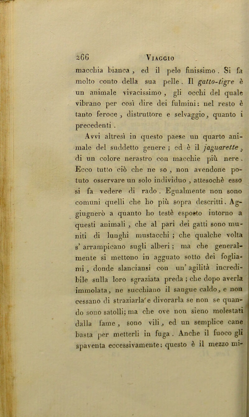 macchia bianca , eel il pelo finissimo . Si fa molto conto della sua pelle . II gatto-tigre e un animale vivacissimo 5 gli ocelli del quale vibrano per cos'i dire dei fulmini: nel resto e tanto feroce ^ distrultore e selvaggioj quanto i precedent! . Avvi altresi iu questo paese uu quarto ani- male del suddetto gen ere ; cd e il jaguar ette 3 di un colore nerastro con macchie piu. nere . Ecco tutto ci6 che ne so non avendone po- tuto osservare un solo individuo 5 attesoche esso si fa vedere di rado. Egualmente non sono coniuni quelli die bo piu sopra descritti. Ag- giugnero a quanto bo test& espo&to intoruo a questi auimali 3 cbe al pari dei gatti sono mu- niti di lungbi niustaccbi ; cbe qualche volta s’ arrampicano sugli alberi ; ma cbe general- mente si mettono in agguato sotto dei foglia- mi j donde slanciansi con un’ agilita incredi- bile sulla loro sgraziata preda ; che dopo averla immolata, ne succbiano il sangue caldo, e non cessano di straziarla'e divorarla se non se quan- do sono satolli; ma cbe ove non sieno molestati dal la fame , sono vili ^ ed un semplice cane basta per metterli in fuga . Ancbe il fuoco gli spaventa eccessivamente: questo ^ il mezzo mi-