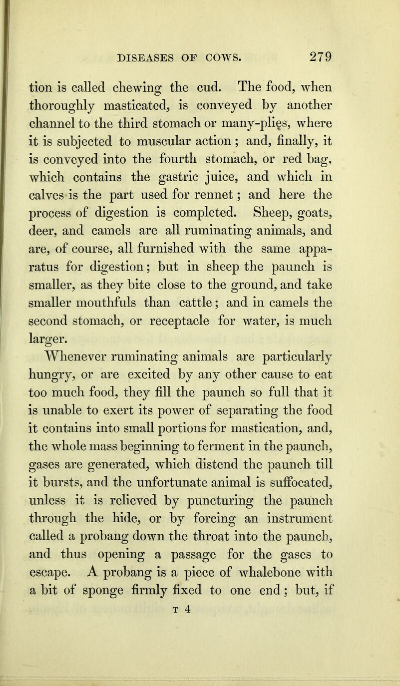 tion is called chewing the cud. The food, when thoroughly masticated, is conveyed by another channel to the third stomach or many-pligs, where it is subjected to muscular action; and, finally, it is conveyed into the fourth stomach, or red bag, which contains the gastric juice, and which in calves is the part used for rennet; and here the process of digestion is completed. Sheep, goats, deer, and camels are all ruminating animals, and are, of course, all furnished with the same appa- ratus for digestion; but in sheep the paunch is smaller, as they bite close to the ground, and take smaller mouthfuls than cattle; and in camels the second stomach, or receptacle for water, is much larger. Whenever ruminating animals are particularly hungry, or are excited by any other cause to eat too much food, they fill the paunch so full that it is unable to exert its power of separating the food it contains into small portions for mastication, and, the whole mass beginning to ferment in the paunch, gases are generated, which distend the paunch till it bursts, and the unfortunate animal is suffocated, unless it is relieved by puncturing the paunch through the hide, or by forcing an instrument called a probang down the throat into the paunch, and thus opening a passage for the gases to escape. A probang is a piece of whalebone with a bit of sponge firmly fixed to one end; but, if