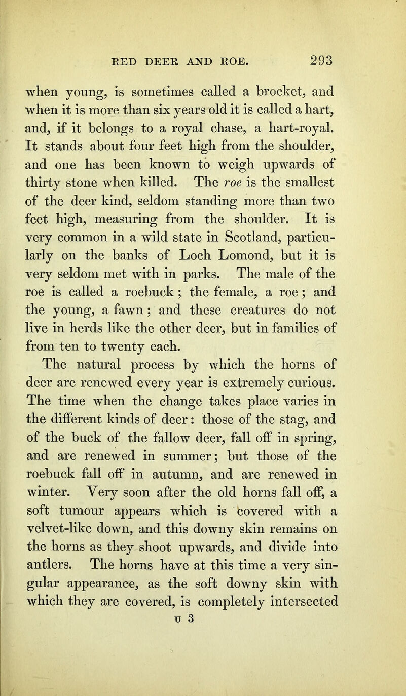 when young, is sometimes called a brocket, and when it is more than six years old it is called a hart, and, if it belongs to a royal chase, a hart-royal. It stands about four feet high from the shoulder, and one has been known to weigh upwards of thirty stone when killed. The roe is the smallest of the deer kind, seldom standing more than two feet high, measuring from the shoulder. It is very common in a wild state in Scotland, particu- larly on the banks of Loch Lomond, but it is very seldom met with in parks. The male of the roe is called a roebuck; the female, a roe; and the young, a fawn; and these creatures do not live in herds like the other deer, but in families of from ten to twenty each. The natural process by which the horns of deer are renewed every year is extremely curious. The time when the change takes place varies in the different kinds of deer: those of the stag, and of the buck of the fallow deer, fall off in spring, and are renewed in summer; but those of the roebuck fall off in autumn, and are renewed in winter. Very soon after the old horns fall off, a soft tumour appears which is Covered with a velvet-like down, and this downy skin remains on the horns as they shoot upwards, and divide into antlers. The horns have at this time a very sin- gular appearance, as the soft downy skin with which they are covered, is completely intersected