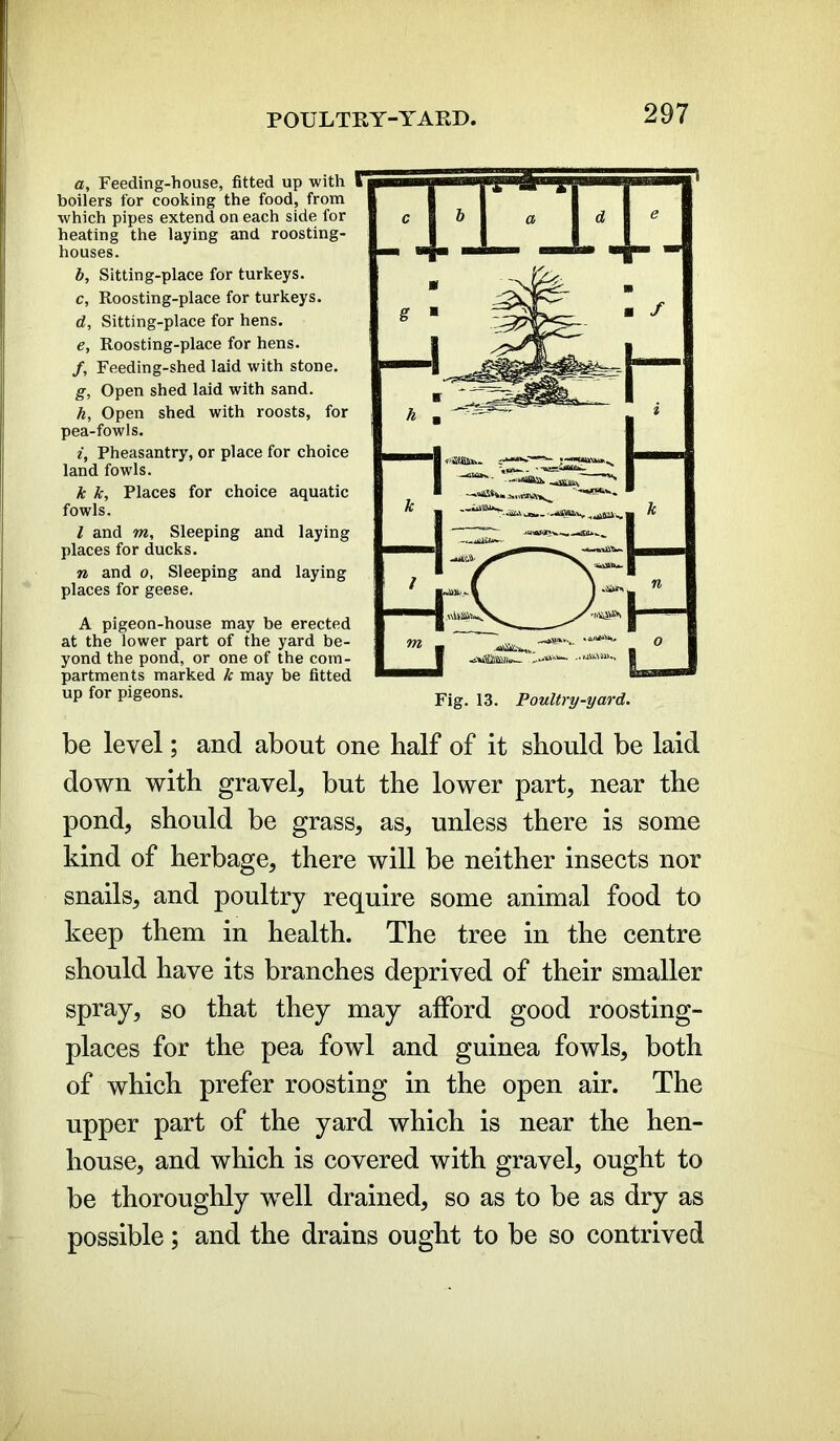 a, Feeding-house, fitted up with boilers for cooking the food, from which pipes extend on each side for heating the laying and roosting- houses. b, Sitting-place for turkeys. c, Roosting-place for turkeys. d, Sitting-place for hens. e, Roosting-place for hens. /, Feeding-shed laid with stone. g, Open shed laid with sand. h, Open shed with roosts, for pea-fowls. i, Pheasantry, or place for choice land fowls. k k, Places for choice aquatic fowls. / and m. Sleeping and laying places for ducks. n and o, Sleeping and laying places for geese. A pigeon-house may be erected at the lower part of the yard be- yond the pond, or one of the com- partments marked k may be fitted up for pigeons. Fig. 13 Pouitry.yard. be level; and about one half of it should be laid down with gravel, but the lower part, near the pond, should be grass, as, unless there is some kind of herbage, there will be neither insects nor snails, and poultry require some animal food to keep them in health. The tree in the centre should have its branches deprived of their smaller spray, so that they may afford good roosting- places for the pea fowl and guinea fowls, both of which prefer roosting in the open air. The upper part of the yard which is near the hen- house, and which is covered with gravel, ought to be thoroughly well drained, so as to be as dry as possible; and the drains ought to be so contrived