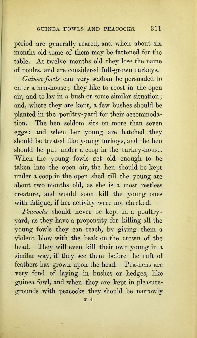 period are generally reared, and when about six months old some of them may be fattened for the table. At twelve months old they lose the name of poults, and are considered full-grown turkeys. Guinea fowls can very seldom be persuaded to enter a hen-house ; they like to roost in the open air, and to lay in a bush or some similar situation; and, where they are kept, a few bushes should be planted in the poultry-yard for their accommoda- tion. The hen seldom sits on more than seven eggs; and when her young are hatched they should be treated like young turkeys, and the hen should be put under a coop in the turkey-house. When the young fowls get old enough to be taken into the open air, the hen should be kept under a coop in the open shed till the young are about two months old, as she is a most restless creature, and would soon kill the young ones with fatigue, if her activity were not checked. Peacocks should never be kept in a poultry- yard, as they have a propensity for killing all the young fowls they can reach, by giving them a violent blow with the beak on the crown of the head. They will even kill their own young in a similar way, if they see them before the tuft of feathers has grown upon the head. Pea-hens are very fond of laying in bushes or hedges, like guinea fowl, and when they are kept in pleasure- grounds with peacocks they should be narrowly