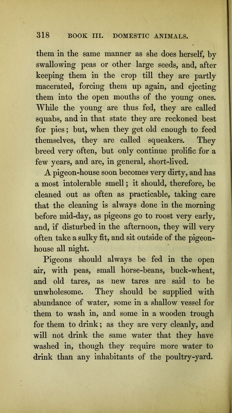 them in the same manner as she does herself, by swallowing peas or other large seeds, and, after keeping them in the crop till they are partly macerated, forcing them up again, and ejecting them into the open mouths of the young ones. While the young are thus fed, they are called squabs, and in that state they are reckoned best for pies; but, when they get old enough to feed themselves, they are called squeakers. They breed very often, but only continue prolific for a few years, and are, in general, short-lived. A pigeon-house soon becomes very dirty, and has a most intolerable smell; it should, therefore, be cleaned out as often as practicable, taking care that the cleaning is always done in the morning before mid-day, as pigeons go to roost very early, and, if disturbed in the afternoon, they will very often take a sulky fit, and sit outside of the pigeon- house all night. Pigeons should always be fed in the open air, with peas, small horse-beans, buck-wheat, and old tares, as new tares are said to be unwholesome. They should be supplied with abundance of water, some in a shallow vessel for them to wash in, and some in a wooden trough for them to drink; as they are very cleanly, and will not drink the same water that they have washed in, though they require more water to drink than any inhabitants of the poultry-yard.