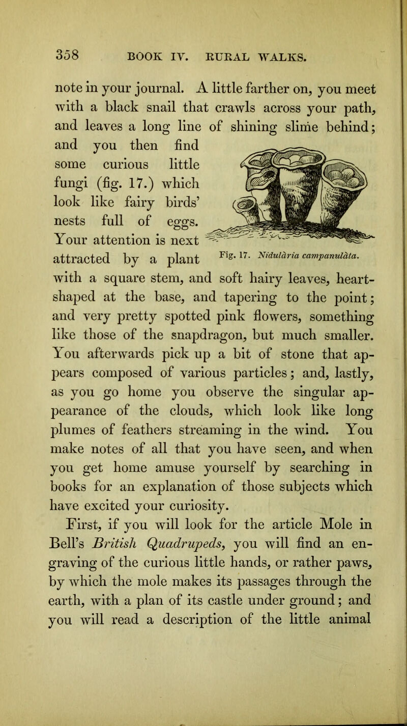 note in your journal. A little farther on, you meet with a black snail that crawls across j^our path, and leaves a long line of shining slime behind; and you then find some curious little fungi (fig. 17.) which look like fairy birds’ nests full of eggs. Your attention is next attracted by a plant Fig‘17■ Nidul^ria campanula. with a square stem, and soft hairy leaves, heart- shaped at the base, and tapering to the point; and very pretty spotted pink flowers, something like those of the snapdragon, but much smaller. You afterwards pick up a bit of stone that ap- pears composed of various particles; and, lastly, as you go home you observe the singular ap- pearance of the clouds, which look like long plumes of feathers streaming in the wind. You make notes of all that you have seen, and when you get home amuse yourself by searching in books for an explanation of those subjects which have excited your curiosity. First, if you will look for the article Mole in Bell’s British Quadrupeds, you will find an en- graving of the curious little hands, or rather paws, by which the mole makes its passages through the earth, with a plan of its castle under ground; and you will read a description of the little animal