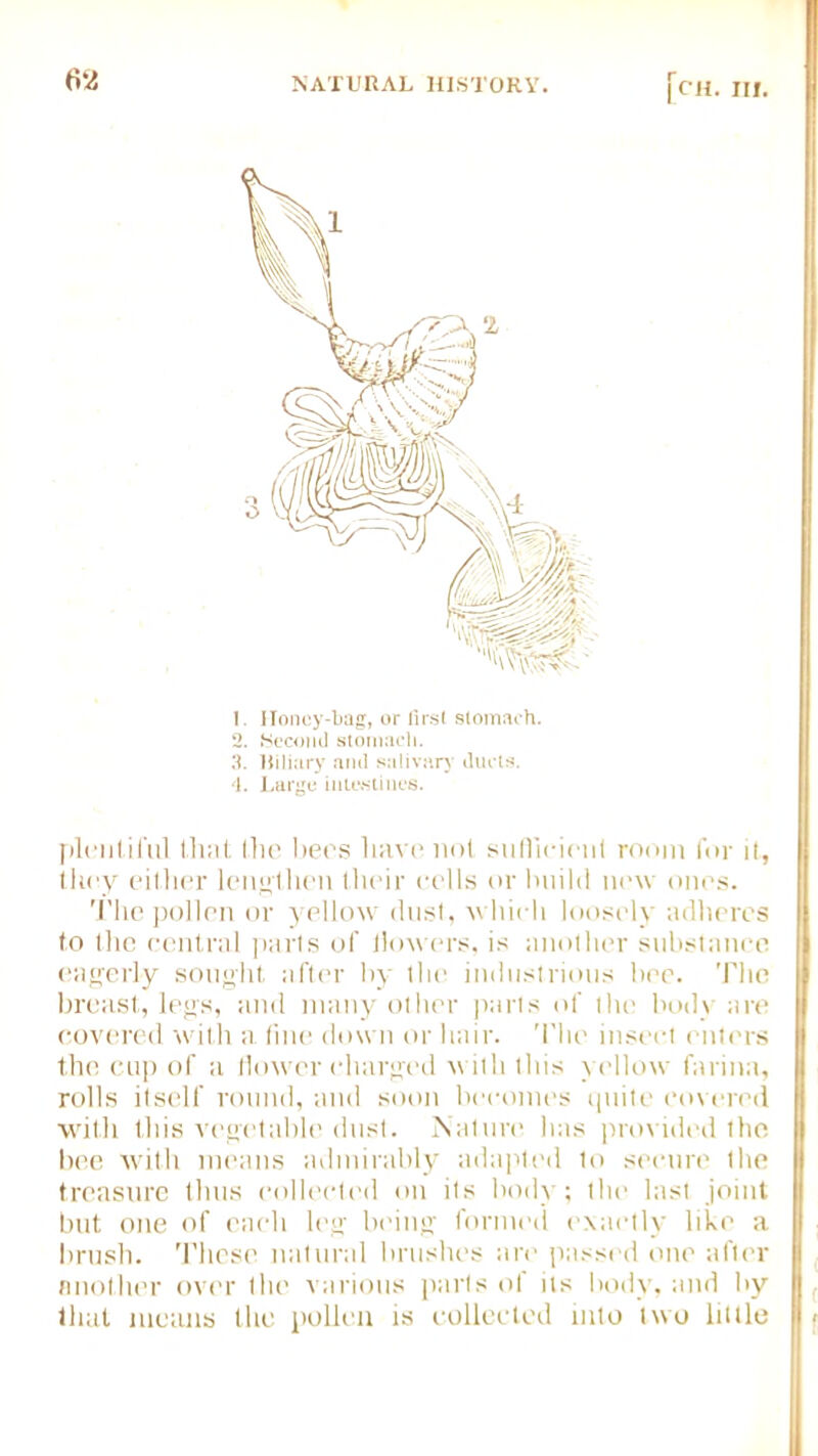 |CH. Ilf. 1. IToney-bag, or first stomach. 2. Second stomach. 3. Miliary and salivary ducts. 4. Large intestines. plentiful that flic bees have not sufficient room for it, they either lengthen their cells or build new ones. The pollen or yellow dust, which loosely adheres to the central parts of bowers, is another substance eagerly sought, after by the industrious bee. The breast, legs, and many other parts of the body are covered with a fine down or hair. The insect enters the cup of a flower charged with this yellow farina, rolls itself round, and soon becomes quite covered with this vegetable dust. Nature has provided the bee with means admirably adapted to secure the treasure thus collected on its body; the last joint but one of each log being formed exactly like a brush. These natural brushes arc passed one after another over the various parts of ns body, and by that means the pollen is collected into two little