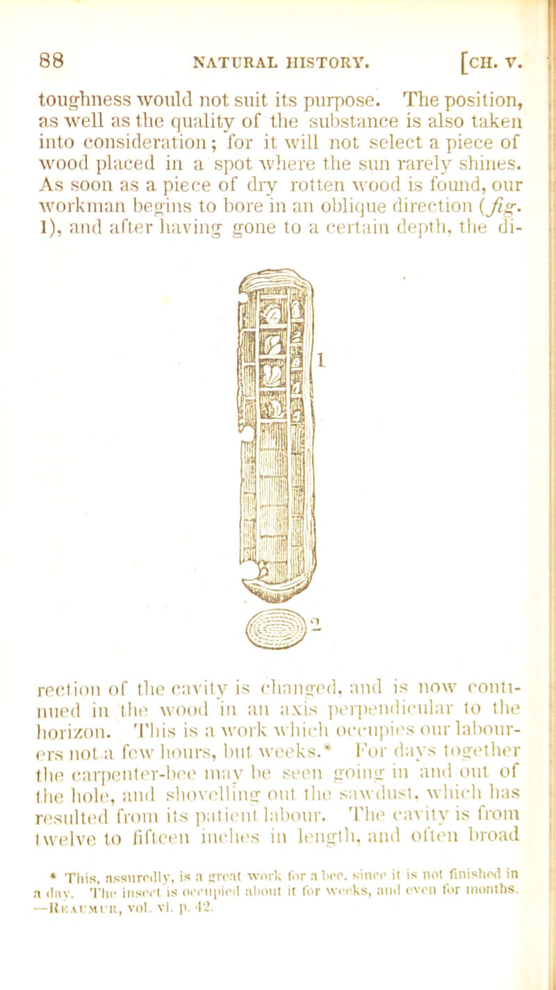 toughness would not suit its purpose. The position, as well as the quality of the substance is also taken into consideration; for it will not select a piece of wood placed in a spot where the sun rarely shines. As soon as a piece of diy rotten wood is found, our workman begins to bore in an oblique direction (fig. 1), and after having gone to a certain depth, the di- rection of the cavity is changed, and is now conti- nued in the wood in an axis perpendicular to the horizon. 'I'liis is a work which occupies our labour- ers not a few hours, but weeks.* For days together the carpenter-bee may he seen going in and out of the hole, and shovelling out the sawdust, which lias resulted from its patient labour. The cavity is from twelve to fifteen inches in length, and often broad * This, assuredly, is a jrreat work for a bee, since it is not finished in a day. The insert is occupied about it for weeks, and even for months. —Rkai mur, vol. vl. p. ‘12.