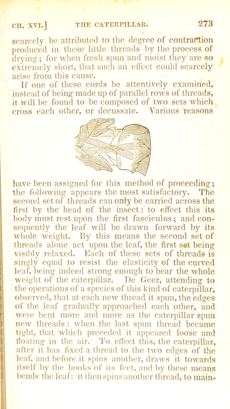 scarcely be attributed lo the degree of contraption produced in these little threads by the process of drying; for when fresh spun and moist they are so extremely short, that such an efleet could scarcely arise from this cause. If one of these cords be attentively examined, instead of being made up of parallel rows of threads, it will be found to be composed of two sets which cross each other, or decussate. Various reasons have been assigned for this method of proceeding; the following appears the most satisfactory. The second set of threads can only be carried across the first by the head of the insect: to effect this its body must rest upon the first fasciculus; and con- sequently the leaf will be drawn forward by its whole weight. By this means the second set of threads alone act upon the leaf, the first set being visibly relaxed. Each of these sets of threads is singly equal to resist the elasticity of the curved leaf, being indeed strong enough to bear the whole weight of the caterpillar. De Geer, attending to II the operations of a species of this kind of caterpillar, I observed, that at each new thread it spun, the edges H of the leaf gradually approached each other, and |] were bent more and more as the caterpillar spun I new threads : when the last spun thread became | tight, that which preceded it appeared loose and H floating in the air. To effect this, the caterpillar, after it has fixed a thread to the two edges of the H leaf, and before it spins another, draws it towards fi itself by the hooks of its feet, and by these means I bends the leaf: it then spins another thread, to main-