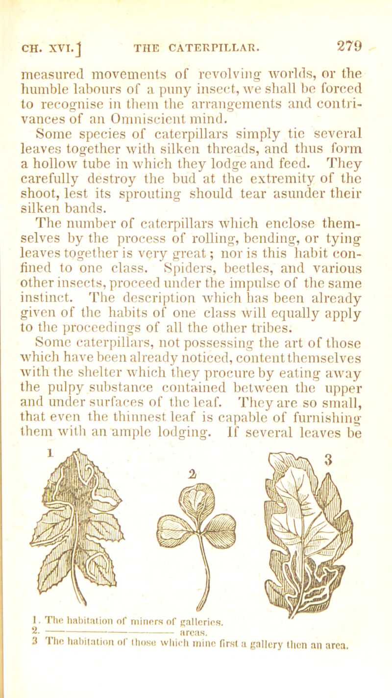 measured movements of revolving worlds, or the humble labours of a puny insect, we shall be forced to recognise in them the arrangements and contri- vances of an Omniscient mind. Some species of caterpillars simply tic several leaves together with silken threads, and thus form a hollow tube in which they lodge and feed. They carefully destroy the bud at the extremity of the shoot, lest its sprouting should tear asunder their silken bands. The number of caterpillars which enclose them- selves by the process of rolling, bending, or tying leaves together is very great; nor is this habit con- fined to one class. .Spiders, beetles, and various other insects, proceed under the impulse of the same instinct. The description which lias been already given of the habits of one class will equally apply to the proceedings of all the other tribes. Some caterpillars, not possessing the art of those which have been already noticed, content themselves with the shelter which they procure by eating away the pulpy substance contained between the upper and undersurfaces of the leaf. They are so small, that even the thinnest, leaf is capable of furnishing them with an ample lodging. If several leaves be 3 The habitation ol' those which mine first a gallery then an area.