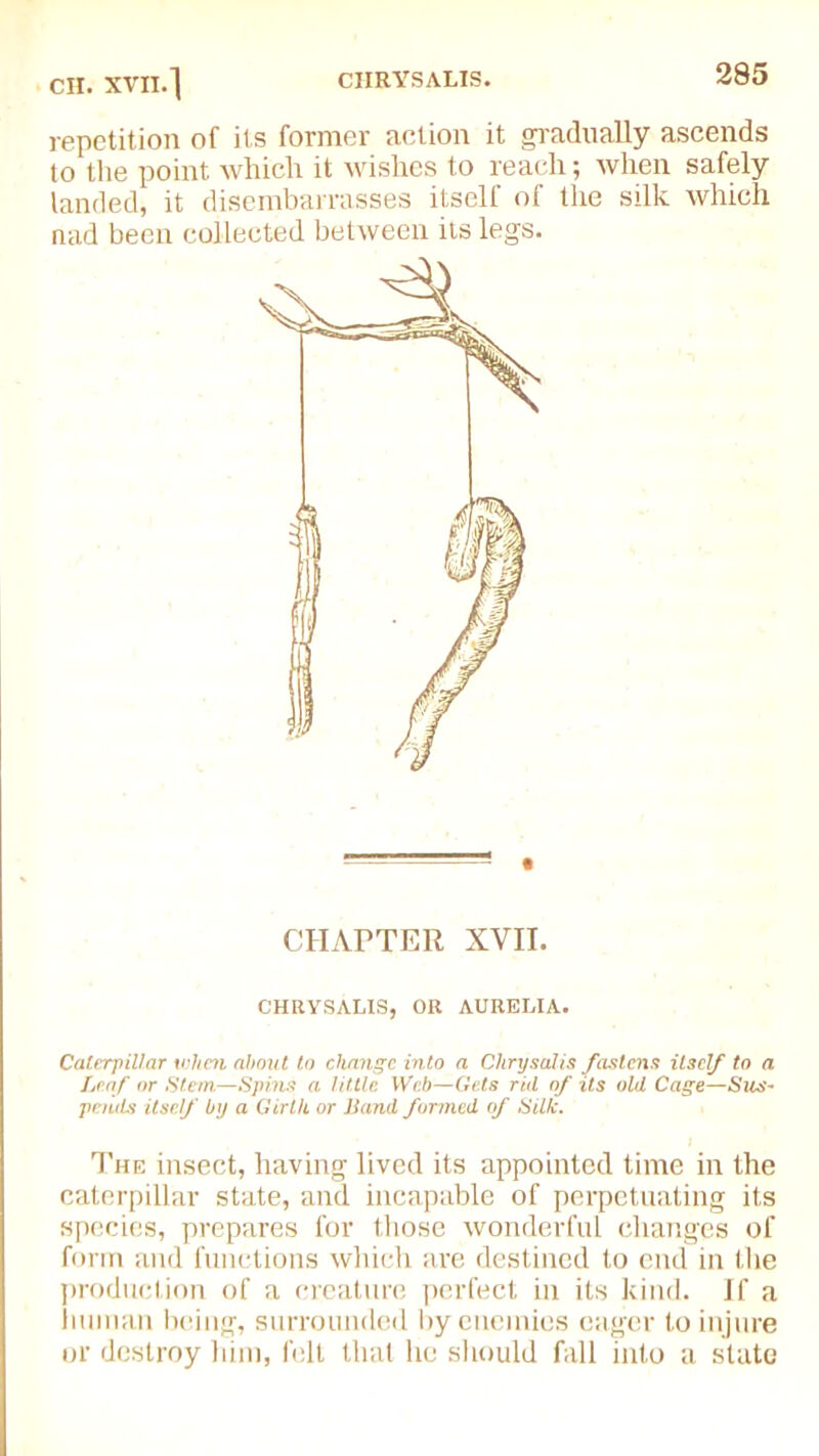 repetition of its former action it gradually ascends to the point which it wishes to reach; when safely landed, it disembarrasses itself of the silk which nad been collected between its legs. CHAPTER XVII. CHRYSALIS, OR AURELIA. Caterpillar when about to change into a Chrysalis fastens itself to a Leaf or Stern—Spins a little Web—Gets rid of its old Cage—Sus- pends itself by a Girth or Hand formed of Silk. The insect, having lived its appointed time in the caterpillar state, and incapable of perpetuating its species, prepares for those wonderful changes of form and functions which are destined to end in the production of a creature perfect in its kind. If a human being, surrounded by enemies eager to injure or destroy him, felt that he should fall into a state