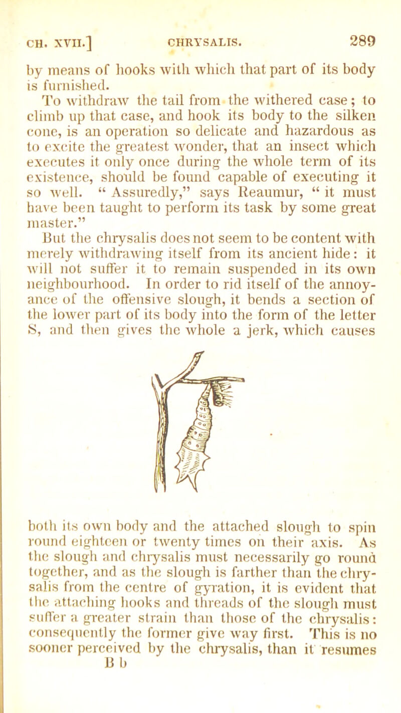 by means of hooks with which that part of its body is furnished. To withdraw the tail from the withered case; to climb up that case, and hook its body to the silken cone, is an operation so delicate and hazardous as to excite the greatest wonder, that an insect which executes it only once during the whole term of its existence, should be found capable of executing it so well. “ Assuredly,” says Reaumur, “ it must have been taught to perform its task by some great master.” But the chrysalis does not seem to be content with merely withdrawing itself from its ancient hide: it will not suffer it to remain suspended in its own neighbourhood. In order to rid itself of the annoy- ance of the offensive slough, it bends a section of the lower part of its body into the form of the letter S, and then gives the whole a jerk, which causes both its own body and the attached slough to spin round eighteen or twenty times on their axis. As the slough and chrysalis must necessarily go round together, and as the slough is farther than the chry- salis from the centre of gyration, it is evident that the attaching hooks and threads of the slough must suffer a greater strain than those of the chrysalis: consequently the former give way first. This is no sooner perceived by the chrysalis, than it resumes B b