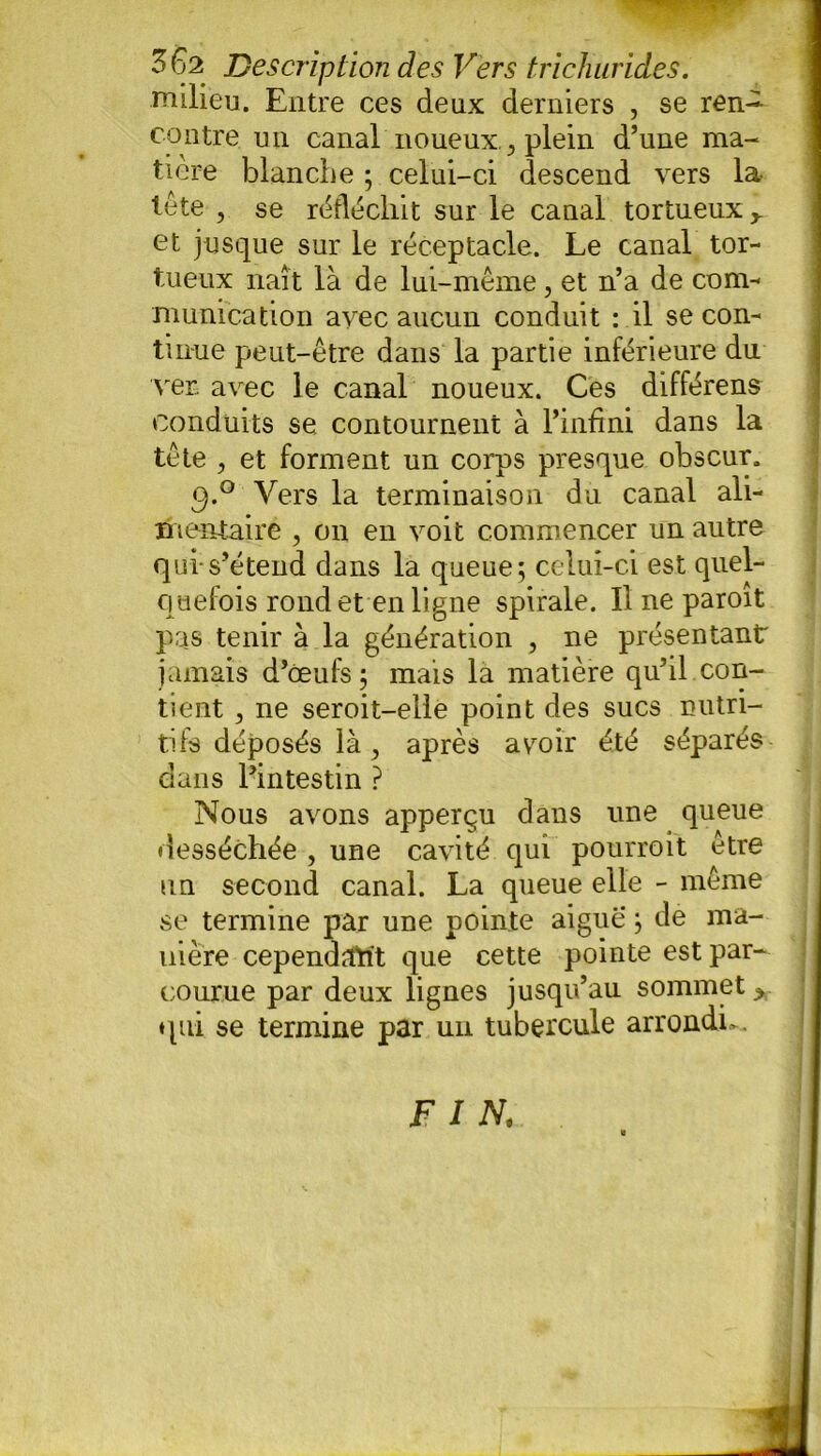 362 Description des Vers tricJiurides. milieu. Entre ces deux derniers , se ren- contre un canal noueuxplein d’une ma- tière blanche ; celui-ci descend vers la tète , se réfléchit sur le canal tortueux y et jusque sur le réceptacle. Le canal tor- tueux naît là de lui-même , et n’a de com- munication avec aucun conduit : il se con- tinue peut-être dans la partie inférieure du ver avec le canal noueux. Ces différens conduits se contournent à l’infini dans la tête , et forment un corps presque obscur. q.° Vers la terminaison du canal ali- mentaire , on en voit commencer un autre qui s’étend dans la queue; celui-ci est quel- quefois rond et en ligne spirale. Il ne paroit pas tenir à la génération , ne présentant jamais d’œufs ; mais la matière qu’il con- tient 3 ne seroit-elle point des sucs nutri- tifs déposés là, après avoir été séparés dans l’intestin ? Nous avons apperçu dans une queue desséchée , une cavité qui pourroit être un second canal. La queue elle - même se termine par une pointe aigue ; de ma- uiere cependant que cette pointe est par- courue par deux lignes jusqu’au sommet > qui se termine par un tubercule arrondie.