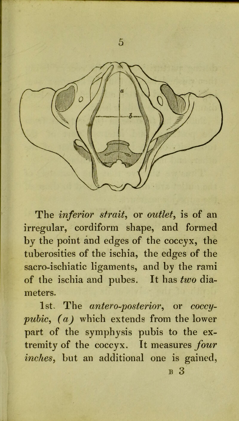 The inferior strait, or outlet, is of an irregular, cordiform shape, and formed by the point and edges of the coccyx, the tuberosities of the ischia, the edges of the sacro-ischiatic ligaments, and by the rami of the ischia and pubes. It has two dia- meters. 1st. The antero-posterior, or coccy- pubic, (a) which extends from the lower part of the symphysis pubis to the ex- tremity of the coccyx. It measures four inches, but an additional one is gained, 13 3