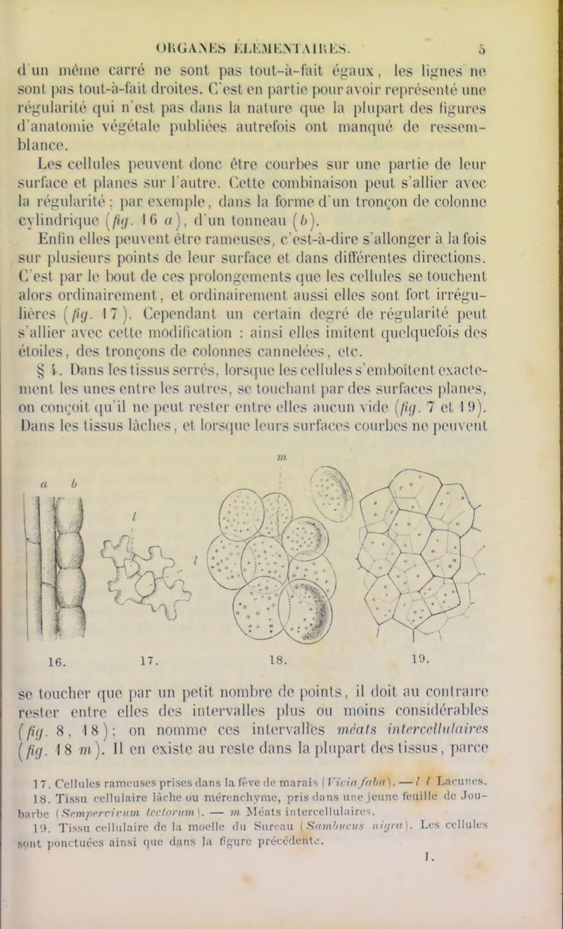 d'un môme carré ne sont pas tout-à-fait égaux, les lignes ne sont pas tout-à-fait droites. C'est en partie pour avoir représenté une régularité qui n'est pas dans la nature que la plupart des figures d'anatomie végétale publiées autrefois ont manqué de ressem- blance. Les cellules peuvent donc être courbes sur une partie de leur surface et planes sur l'autre, ('.elle combinaison peut s'allier avec la régularité; par exemple, dans la forme d'un tronçon de colonne cylindrique (fiy. 16 a), d’un tonneau (6). Enfin elles peuvent être rameuses, c’est-à-dire s'allonger à la fois sur plusieurs points de leur surface et dans différentes directions. C'est par le bout de ces prolongements que les cellules se touchent alors ordinairement, et ordinairement aussi elles sont fort irrégu- lières ( fi(j. 17). Cependant un certain degré de régularité peut s'allier avec cette modification : ainsi elles imitent quelquefois des étoiles, des tronçons de colonnes cannelées, etc. § i . Dans les tissus serrés, lorsque les cellules s’emboîtent exacte- ment les unes entre les autres, se touchant par des surfaces planes, on conçoit qu'il ne peut rester entre elles aucun vide (//</. 7 et I 9). Dans les tissus lâches, et lorsque leurs surfaces courbes ne peuvent m se toucher que par un petit nombre de points, il doit au contraire rester entre elles des intervalles plus ou moins considérables (fitj. 8, 18); on nomme ces intervalles méats intcrccllulaires ( fiç/. I 8 m ). Il en existe au reste dans la plupart des tissus, parce 1 7. Cellules rameuses prises dans la fève de marais ( Vicia fahn). — Il Lacunes. 18. Tissu cellulaire lâche ou mérenchvme, pris dans une jeune feuille de Jou- barbe ( Srmprrrirum leelorum |. — m Méats intercellulaires. 19. Tissu cellulaire de la moelle du Sureau (Sambucus nigra). Les cellules sont ponctuées ainsi <jue dans )a figure précédente. I.