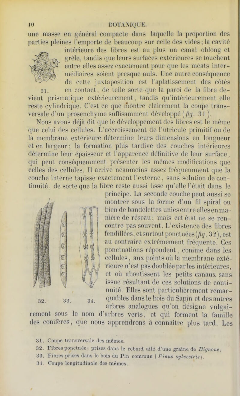 31. une niasse en général compacte dans laquelle la proportion des parties pleines l’emporte de beaucoup sur celle des vides; la cavité intérieure des fibres est au plus un canal oblong et grêle, tandis que leurs surfaces extérieures se touchent entre elles assez exactement pour que les méats inter- médiaires soient presque nuis. Une autre conséquence de cette juxtaposition est l’aplatissement des côtés en contact, de telle sorte que la paroi de la fibre de- vient prismatique extérieurement, tandis qu'intérieurcment elle reste cylindrique. C’est ce que montre clairement la coupe trans- versale d’un prosenchyme suffisamment développé (/ty. 31 ). Nous avons déjà dit que le développement des fibres est le môme que celui des cellules. L’accroissement de l’utricule primitif ou de la membrane extérieure détermine leurs dimensions en longueur et en largeur; la formation plus tardive des couches intérieures détermine leur épaisseur et l’apparence définitive de leur surface, qui peut conséquemment présenter les mêmes modifications que celles des cellules. 11 arrive néanmoins assez fréquemment que la couche interne tapisse exactement h externe, sans solution de con- tinuité, de sorte que la fibre reste aussi lisse qu’elle l’était dans le principe. La seconde couche peut aussi se montrer sous la forme d’un fil spiral ou bien de bandelettes unies entre elles en ma- nière de réseau; mais cet état ne se ren- contre pas souvent. L’existence des fibres fendillées,etsurtoutponctuées[fuj. 32), est au contraire extrêmement fréquente. Ces ponctuations répondent, comme dans les cellules, aux points où la membrane exté- rieure n’est pas doublée parles intérieures, et où aboutissent les petits canaux sans issue résultant de ces solutions de conti- nuité. Elles sont particulièrement remar- quables dans le bois du Sapin et des autres arbres analogues qu’on désigne vulgai- rement sous le nom d’arbres verts, et qui forment la famille des conifères, que nous apprendrons à connaître plus tard. Les k !£; |e y y 32. 33. 34. 31. Coupe transversale des mêmes. 32. Fibres ponctuée ; prises dans le rebord ailé d’uno graine de Bitjiwne. 33. Fibres prises dans le bois du Pin commun ( Pinus sylvcslris).