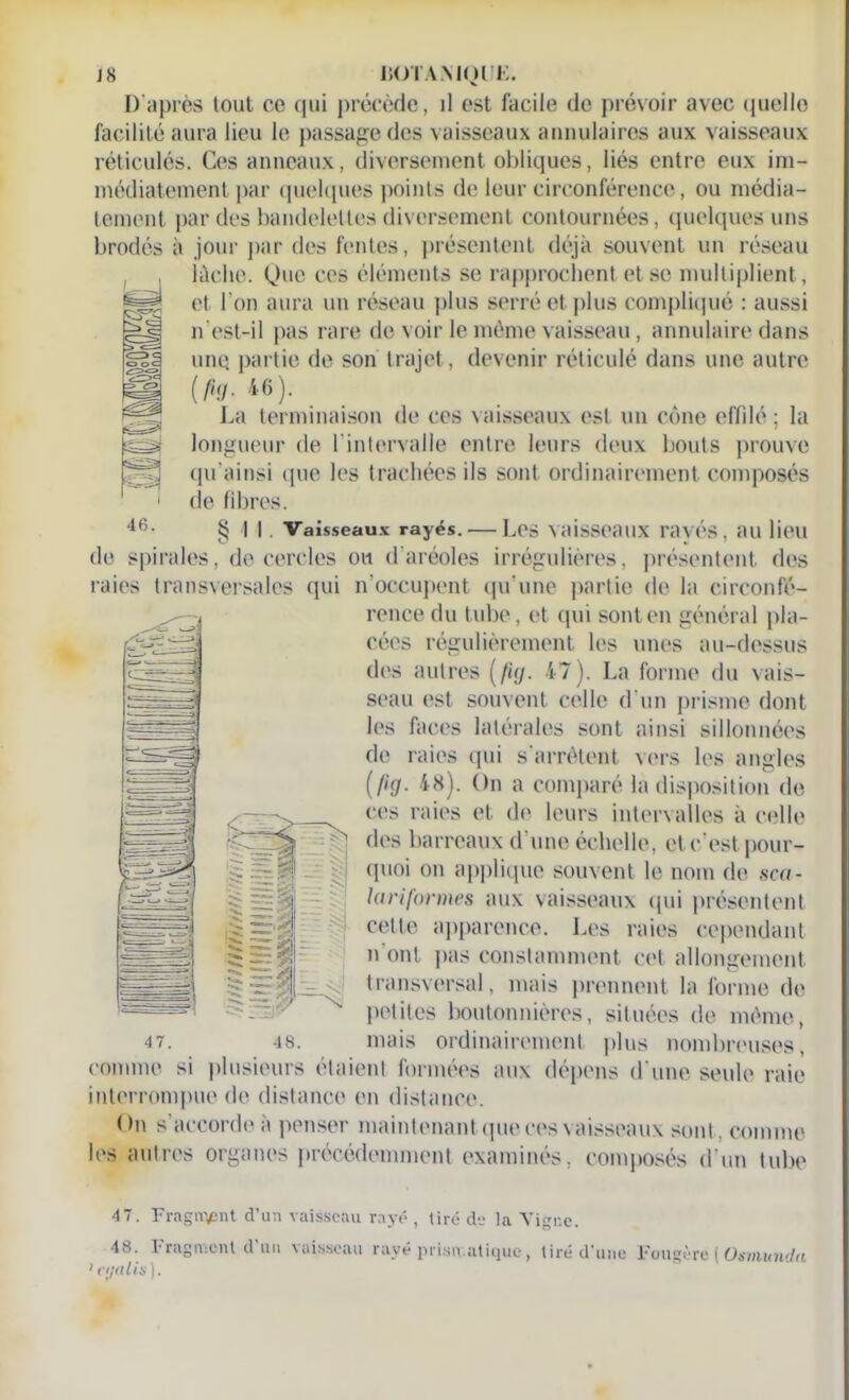 46. D'après tout co qui précède, il est facile de prévoir avec quelle facilité aura lieu le passage des vaisseaux annulaires aux vaisseaux réticulés. Ces anneaux, diversement obliques, liés entre eux im- médiatement par quelques points de leur circonférence, ou média- tement par des bandelettes diversement contournées, quelques uns brodés à jour par des fentes, présentent déjà souvent un réseau , , lâche. Que ces éléments se rapprochent et se multiplient, et l’on aura un réseau plus serré et plus compliqué : aussi n'est-il pas rare de voir le même vaisseau, annulaire dans unq partie de son trajet , devenir réticulé dans une autre 46). La terminaison de ces vaisseaux est un cône effilé ; la longueur de Lintervalle entre leurs deux bouts prouve qu’ainsi que les trachées ils sont ordinairement composés (le fibres. §11. Vaisseaux rayés. — Les vaisseaux rayés, au lieu de spirales, de cercles ou d'aréoles irrégulières, présentent des raies transversales qui n'occupent qu’une partie de la circonfé- rence du tube, et qui sont en général pla- cées régulièrement les unes au-dessus des autres ( fuj. 47). La forme du vais- seau est souvent celle d’un prisme dont les faces latérales sont ainsi sillonnées de raies qui s'arrêtent vers les angles (fig- 48). On a comparé la disposition de ces raies et de leurs intervalles à celle des barreaux d’une échelle, et c’est pour- quoi on applique souvent le nom de sca- lariformes aux vaisseaux qui présentent celte apparence. Les raies cependant n ont pas constamment cet allongement transversal, mais prennent la forme de petites boutonnières, situées de même, mais ordinairement plus nombreuses, comme si plusieurs étaient formées aux dépens d'une seule raie interrompue de distance en distance. ( )n s accorde à penser maintenant que ces vaisseaux sont, comme les autres organes précédemment examinés, composés d'un tube 4 7. FragiiVînt d’un vaisseau rayé , tiré de la Vigne. 48. Fragment d’un vaisseau rayé prismatique, tiré d’une Fougère ( Osmunda ' aialis).