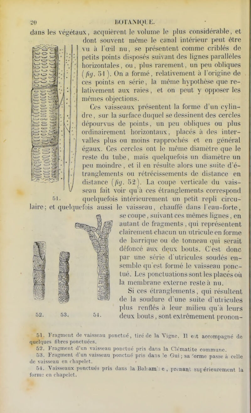 x>0 liülAMQLE. dans les végétaux, acquièrent le volume le plus considérable, et dont souvent même le canal intérieur peut être vu à l’œil nu, se présentent comme criblés de petits points disposés suivant des lignes parallèles horizontales, ou, plus rarement, un peu obliques ( fitj. 51 ). On a formé, relativement à l'origine de ces points en série, la même hypothèse que re- lativement aux raies, et on peut y opposer les mêmes objections. Ces vaisseaux présentent la forme d’un cylin- dre , sur la surface duquel se dessinent des cercles dépourvus de points, un peu obliques ou plus ordinairement horizontaux, placés à des inter- valles plus ou moins rapprochés et en général égaux. Ces cercles ont le même diamètre que le reste du tube, mais quelquefois un diamètre un peu moindre, et il en résulte alors une suite d'é- tranglements ou rétrécissements de distance en distance [p<j. 52). La coupe verticale du vais- seau fait voir qu’à ces étranglements correspond si- quelquefois intérieurement un petit repli circu- laire; et quelquefois aussi le vaisseau, chauffé dans l’eau-forte, se coupe, suivant ces mêmes lignes, en autant de fragments , qui représentent clairement chacun un utriculeen forme de barrique ou de tonneau qui serait défoncé aux deux bouts. C'est donc par une série d utricules soudés en- semble qu'est formé le vaisseau ponc- tué. Les ponctuations sont les placés où la membrane externe reste à nu. Si ces étranglements, qui résultent de la soudure d'une suite d’utiicules plus renflés à leur milieu qu’à leurs 52- deux bouts, sont extrêmement pronon- 51. Fragment de vaisseau ponctué, tiré de la Vigne. 11 e>t accompagné de quelques libres ponctuées. 52. Fragment d’un vaisseau ponctué pris dans la Clématite commune. 53. Fragment d'un vaisseau ponctué pris dans le Gui ; sa 'orme passe à celle de vaisseau en chapelet. 51. Vaisseaux ponctués pris dans la Baham ; e, prenant supérieurement la forme en chapelet.