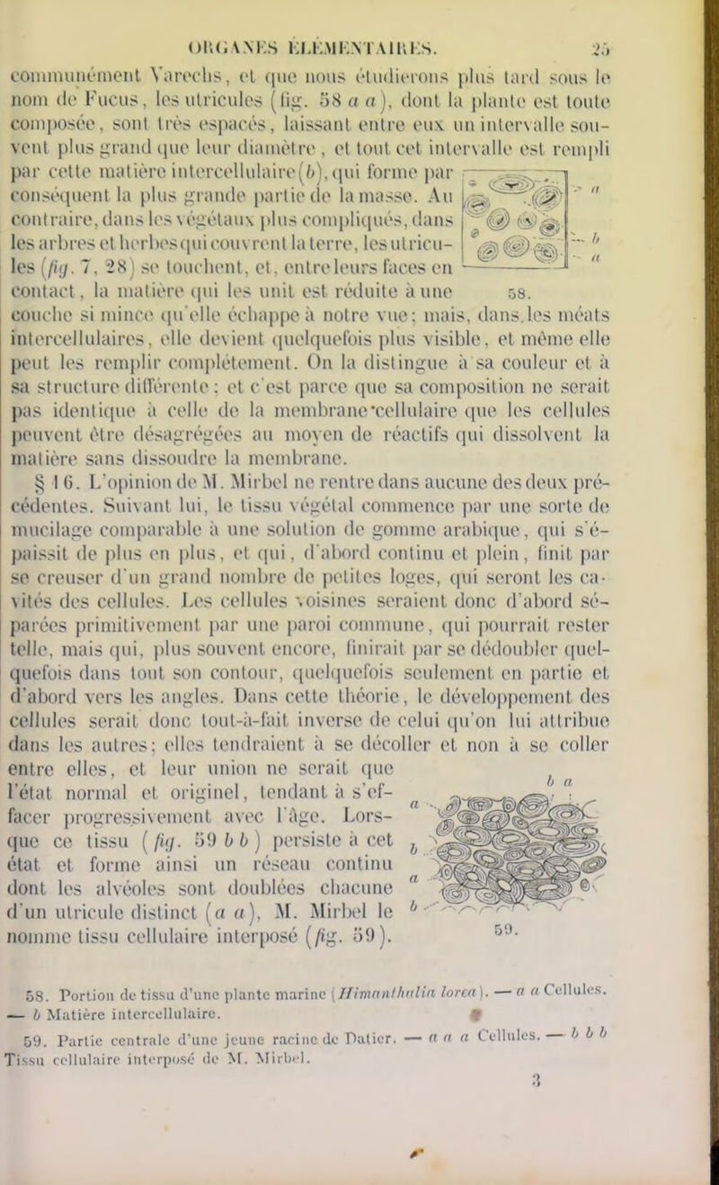 communément Varechs, et c|ue nous étudierons plus tard sous le nom de Fucus, les ulricules (fig. 58 a a), dont la plante est toute composée, sont très espacés, laissant entre eux un intervalle sou- vent plus grand que leur diamètre , et tout cet intervalle est rempli par celte matière intercellulaire(è), qui forme par conséquent la plus grande partie de la masse. Au contraire, dans les végétaux plus compliqués, dans les arbres et herbesquicouvrent la terre, lesutricu- ~ h les (//</. 7, 28) se touchent, et, entre leurs faces en contact, la matière qui les unit est réduite aune 58. couche si mince qu’elle échappe à notre vue; mais, dans.les méats intercellulaires, elle devient quelquefois plus visible, et même elle peut les remplir complètement. On la distingue à sa couleur et à sa structure différente : et c’est parce que sa composition ne serait pas identique à celle de la membrane‘cellulaire que les cellules peuvent être désagrégées au moyen de réactifs qui dissolvent la matière sans dissoudre la membrane. § I 6. L’opinion de M. Mirbel ne rentre dans aucune des deux pré- cédentes. Suivant lui, le tissu végétal commence par une sorte de mucilage comparable à une solution de gomme arabique, qui s’é- paissit de plus en plus, et qui, d'abord continu et plein, finit par se creuser d'un grand nombre de petites loges, qui seront les ca- vités des cellules. Les cellules voisines seraient donc d’abord sé- parées primitivement par une paroi commune, qui pourrait rester telle, mais qui, plus souvent encore, finirait par se dédoubler quel- quefois dans tout son contour, quelquefois seulement en partie et d’abord vers les angles. Dans cette théorie, le développement des cellules serait donc tout-à-fait inverse de celui qu’on lui attribue dans les autres; elles tendraient à se décoller et non à se coller entre elles, et leur union ne serait que l’état normal et originel, tendant à s'ef- facer progressivement avec 1 âge. Lors- que ce tissu ( fig. 59 b b) persiste à cet état et forme ainsi un réseau continu dont les alvéoles sont doublées chacune d'un utricule distinct (fl a), M. Mirbel le nomme tissu cellulaire interposé (/ig. ü9). b a 50. 58. Portion de tissu d’une plante marine (Himanlhitlia lorea). — n « Cellules. — b Matière intercellulaire. • 59. Partie centrale d’une jeune racine de Palier. — n a « Cellules. b b b Tissu cellulaire interposé de M. Mirbel.