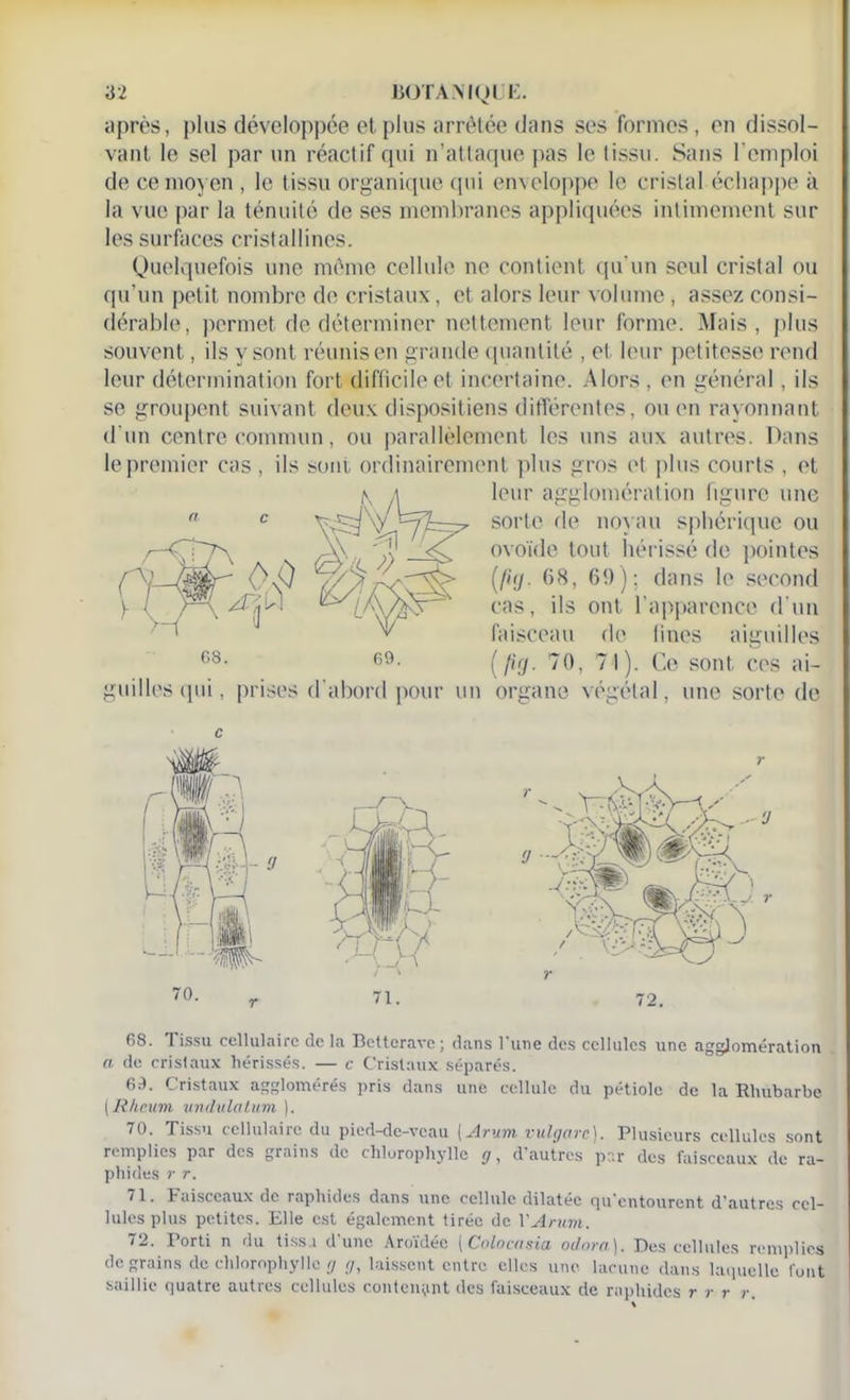 après, plus développée et plus arrêtée dans ses formes, en dissol- vant le sel par un réactif qui n’attaque pas le tissu. Sans l’emploi de ce moyen , le tissu organique qui enveloppe le cristal échappe à la vue par la ténuité de ses membranes appliquées intimement sur les surfaces cristallines. Quelquefois une même cellule ne contient qu'un seul cristal ou qu’un petit nombre de cristaux, et alors leur volume , assez consi- dérable, permet de déterminer nettement leur forme. Mais, plus souvent, ils y sont réunis en grande quantité , et leur petitesse rend leur détermination fort difficile et incertaine. Alors , en général, ils se groupent suivant deux dispositions différentes, ou en rayonnant d’un centre commun, ou parallèlement les uns aux autres. Dans le premier cas , ils sont ordinairement plus gros et plus courts , et leur agglomération figure une sorte de noyau sphérique ou ovoïde tout hérissé de pointes (/if/. 68, 69); dans le second cas, ils ont l'apparence d'un faisceau de fines aiguilles ( fig. 70, 71). Ce sont ces ai- guilles qui, prises d'abord pour un organe végétal, une sorte de 68. Tissu cellulaire de la Betterave; dans l'une des cellules une agglomération a de cristaux hérissés. — c Cristaux séparés. 6d. Cristaux agglomérés pris dans une cellule du pétiole de la Rhubarbe [Rkeum undulaLum ). 70. Tissu cellulaire du pied-de-veau [Arum vulgare). Plusieurs cellules sont remplies par des grains de chlorophylle g, d autres par des faisceaux de ru- pli ides r r. 71. Faisceaux de raphides dans une cellule dilatée qu’entourent d'autres cel- lules plus petites. Elle est également tirée de VArum. 72. Porti n du tissa d’une Aroïdéc (Culocnsia odora]. Des cellules remplies de grains de chlorophylle g g, laissent entre elles une. lacune dans laquelle font saillie quatre autres cellules contenant des faisceaux de raphides r r r r.