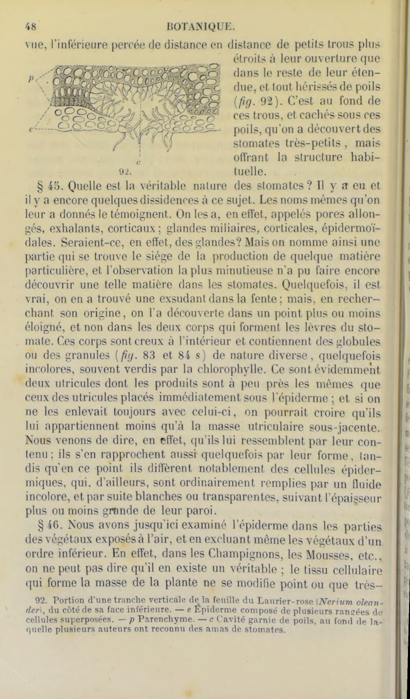 Mie, l’inférieure percée de distance en distance de petits trous plus § 45. Quelle est la véritable nature des stomates? 11 y a eu et il y a encore quelques dissidences à ce sujet. Les noms mêmes qu’on leur a donnés le témoignent. On les a, en effet, appelés pores allon- gés, exhalants, corticaux; glandes miliaires, corticales, épidermoï- dales. Seraient-ce, en effet, des glandes? Maison nomme ainsi une partie qui se trouve le siège de la production de quelque matière particulière, et l’observation la plus minutieuse n'a pu faire encore découvrir une telle matière dans les stomates. Quelquefois, il est vrai, on en a trouvé une exsudant dans la fente; mais, en recher- chant son origine, on l’a découverte dans un point plus ou moins éloigné, et non dans les deux corps qui forment les lèvres du sto- mate. Ces corps sont creux à l’intérieur et contiennent des globules ou des granules [fiy. 83 et 84 s) de nature diverse, quelquefois incolores, souvent verdis par la chlorophylle. Ce sont évidemment deux utricules dont les produits sont à peu près les mêmes que ceux des utricules placés immédiatement sous l’épiderme; et si on ne les enlevait toujours avec celui-ci, on pourrait croire qu’ils lui appartiennent moins qu’à la masse utriculaire sous-jacente. Nous venons de dire, en effet, qu’ils lui ressemblent par leur con- tenu; ils s’en rapprochent aussi quelquefois par leur forme, tan- dis qu’en ce point, ils diffèrent notablement des cellules épider- miques, qui. d’ailleurs, sont ordinairement remplies par un fluide incolore, et par suite blanches ou transparentes, suivant l'épaisseur plus ou moins gronde de leur paroi. §40. Nous avons jusqu’ici examiné l’épiderme dans les parties des végétaux exposés à l’air, et en excluant même les végétaux d’un ordre inférieur. En effet, dans les Champignons, les Mousses, etc., on ne peut pas dire qu’il en existe un véritable ; le tissu cellulaire qui forme la masse de la plante ne se modifie point ou que très- 92. Portion d’une tranche verticale de la feuille du Laurier-rose INcrium. olean- der1, du côté de sa face inférieure. — e Epiderme composé de plusieurs rangées de cellules superposées. — p Parenchyme. — c Cavité garnie de poils, au fond'de la- quelle plusieurs auteurs ont reconnu des amas de stomates. étroits à leur ouverture que dans le reste de leur éten- due, et tout hérissés de poils (fig. 92). C’est au fond de ces trous, et cachés sous ces poils, qu'on a découvert des stomates très-petits, mais offrant la structure habi- tuelle.