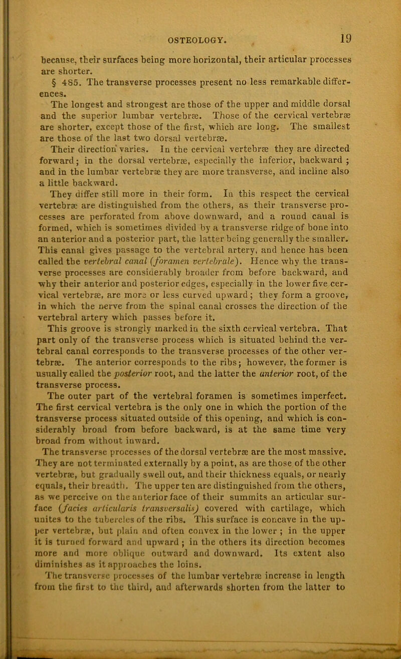 because, their surfaces being more horizontal, their articular processes are shorter. § 4S5. The transverse processes present no less remarkable differ- ences. The longest and strongest are those of the upper and middle dorsal and the superior lumbar vertebrse. Those of the cervical vertebrse are shorter, except those of the first, which are long. The smallest are those- of the last two dorsal vertebrse. Their direction varies. In the cervical vertebrse they are directed forward; in the dorsal vertebrse, especially the inferior, backward ; and in the lumbar vertebrse they are more transverse, and incline also a little back ward. They differ still more in their form. In this respect the cervical vertebrse are distinguished frorn the others, as their transverse pro- cesses are perforated from above downward, and a round caual is formed, which is sometimes divided by a transverse ridge of bone into an anterior and a posterior part, the latter being generally the smaller. This canal gives passage to the vertebral artery, and hence has been called the vertebral canal (foramen vertebrale). Hence why the trans- verse processes are consicierably broadcr frcm before backward, and ■why their anterior and posterior edges, especially in the lower five cer- vical vertebrae, are more or less curved upward; they form a groove, in which the nerve from the spinal canal crosses the direction of the vertebral artery which passes before it. This groove is strongly rnarked in the sixth cervical vertebra. That part only of the transverse process which is situated behind the ver- tebral canal corresponds to the transverse processes of the other ver- tebrse. The anterior corresponds to the ribs; however, theformer is usually called the posterior root, and the latter the anterior root, of the transverse process. The outer part of the vertebral foramen is sometimes imperfect. The first cervical vertebra is the only one in which the portion of the transverse process situated outside of this opening, and which is con- siderably broad from before backward, is at the same time very broad from without inward. The transverse processes of the dorsal vertebrse are the most massive. They are not termiuated externally by a point, as are those of the other vertebrse, but gradually swell out, and their thickness equals, or nearly equals, their breadtii. The upper teil are distinguished from the others, as we perceive on the anterior face of their summits an articular sur- face (facies articularis transversale) covered with cartilage, which unites to the tubercles of the ribs. This surface is concave in the up- per vertebrse, but plain and often convex in the lower ; in the upper it is turned forward and upward ; in the others its direction becomes more and more oblique outward and downward. Its extent also diminishes as itapproaches the loins. The transverse processes of the lumbar vertebrse increase in length from the first to the tliird, and afterwards shorten from the latter to