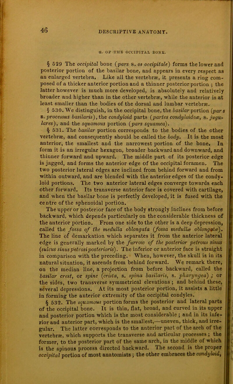 a. OP .THE OCCIPITAL HONE. § 529 The occipital bone (pars s. os occipitale) forms the lower and posterior portion of the basilar bone, and appears in every respect as an enlarged vertebra. Like all the vertebrae, it presents a ring com- posed of a thicker anterior portion and a thinner posterior portion ; the latter however is much more developed, is absolutely and relatively broader and higher than in the other vertebrae, while the anterior is at least smaller than the bodies of the dorsal and lumbar vertebrae. § 530. We distinguish, in the occipital bone, the basilar portion (pars s. processus basilaris), the condyloid parts (partes condyloidece, s. jugu- lares), and the squamous portion (pars squamea). § 531. The basilar portion corresponds to the bodies of the other vertebrae, and consequently should be called the body. It is the most anterior, the smallest and the narrowest portion of the bone. In form it is an irregulär hexagon, broader backward and downward, and thinner forward and upward. The middle part of its posterior edge is jagged, and forms the anterior edge of the occipital foramen. The two posterior lateral edges are inclined from behind forward and from within outward, and are blended with the anterior edges of the condy- loid portions. The two anterior lateral edges converge towards each other forward. Its transverse anterior face is covered with cartilage, and when the basilar bone is perfectly developed, it is fused with the centre of the sphenoidal portion. The upper or posterior face of the body strongly inclines from before backward, which depends particularly on the considerable thickness of the anterior portion. From one side to the other is a deep depression, called the fossa of the medulla oblong ata (fossa medullts oblong »t cf) . The line of demarkation which separates it from the anterior lateral edge is generally marked by the furrow of the posterior petrous sinus (sulcus sinus petrosiposterioris). The inferior or anterior face is straight in comparison with the preceding. When, however, the skull is in its natural Situation, it ascends from behind forward. WTe remark there, on the median line, a projection from before backward, called the basilar crest, or spine (crista, s. spina basilaris, s. pharyngea) ; or the sides, two transverse symmetrical elevations ; and behind these, several depressions. At its most posterior portion, it assists a little in forming the anterior extremity of the occipital condyles. § 532. The squamous portion forms the posterior and lateral parts of the occipital bone. It is thin, flat, broad, and curved in its upper and posterior portion which is the most considerable ; and in its infe- rior and anterior part, which is the smallest,—uneven, thick, and irre- gulär. The latter corresponds to the anterior part of the arch of the vertebrae, which Supports the transverse and articular processes ; the former, to the posterior part of the same arch, in the middle of which is the spinous process directed backward. The second is the proper occipital portion of most anatomists; the other embraces the condyloid,
