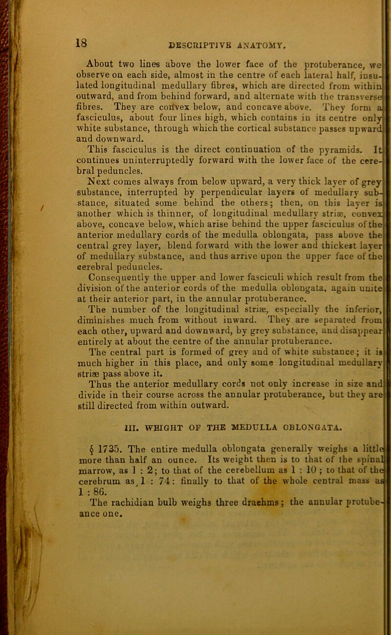 About two lines above the lower face of the protuberance, we observe ou each side, almost in the centre of each lateral half, insu- lated longitudinal medullary fibres, which are directed from within outward, and from behind forward, and alternate with the transverse fibres. They are coifvex below, and concave above. They form a fasciculus, about four lines high, which contains in its centre only white substance, through which the cortical substance passes upward and downward. This fasciculus is the direct continuation of the pyramids. It continues uninterrupledly forward with the lower face of the cere- bral peduncles. Next comes always from below upward, a very thick layer of grey substance, interrupted by perpendicular layers of medullary sub- stance, situated some behind the others; then, on this layer is another which is thinner, of longitudinal medullary striae, convex above, concave below, which arise behind the upper fasciculus of the anterior medullary cords of the medulla oblongata, pass above the central grey layer, blend forward with the lower and ihickest layer of medullary substance, and thus arrive upon the upper face of the cerebral peduncles. Consequently the upper and lower fasciculi which result from the division of the anterior cords of the medulla oblongata, again uuite at their anterior part, in the annular protuberance. The number of the longitudinal striae, especially the inferior, diminishes much from without inward. They are separated from each other, upward and downward, by grey substance, anddisappear entirely at about the centre of the annular protuberance. The central part is formed of grey and of white substance; it is much higher in this place, and only some longitudinal medullary striae pass above it. Thus the anterior medullary cords not only increase in size and divide in their course across the annular protuberance, but they are still directed from within outward. III. WBIGHT OF THE MEDULLA OBLONGATA. § 1735. The entire medulla oblongata generally weighs a little more than half an ounce. Its weight then is to that of the spinal marrow, as 1 : 2; to that of the cerebellum as 1 : 10 ; lo that of the cerebrum as 1 : 74: finally to that of the whole central mass as 1 : 86. The rachidian bulb weighs three draehms; the annular protube- ance one.