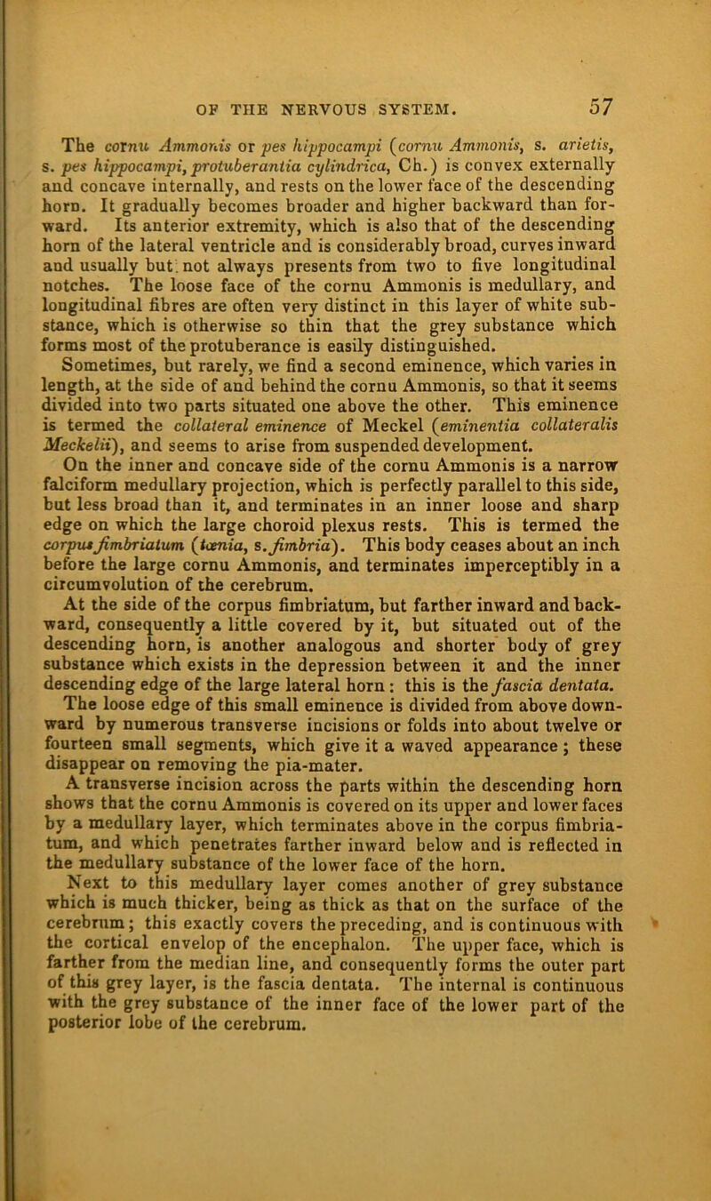 The coxnu Ammonis or pes hippocampi (comu Ammoins, s. arietis, s. pes hippocampi, protuberantia cylindrica, Ch.) is convex externally and concave internally, and rests onthe lower faceof the descending horn. It gradually becomes broader and higher backward than for- ward. Its anterior extremity, which is also that of the descending horn of the lateral ventricle and is considerably broad, curves inward and usually but. not always presents from two to five longitudinal notches. The loose face of the cornu Ammonis is medullary, and longitudinal fibres are often very distinct in this layer of white sub- stance, which is otherwise so thin that the grey substance which forms most of the protuberance is easily distinguished. Sometimes, but rarely, we find a second eminence, which varies in length, at the side of and behind the cornu Ammonis, so that it seems divided into two parts situated one above the other. This eminence is termed the collateral eminence of Meckel (^eminentia collateralis Meckelii), and seems to arise from suspended development. On the inner and concave side of the cornu Ammonis is a narrow falciform medullary projection, which is perfectly parallel to this side, but less broad than it, and terminates in an inner loose and sharp edge on which the large choroid plexus rests. This is termed the corpxußmbriaium (Uxnia, s.fimbria'). This body ceases about an inch before the large cornu Ammonis, and terminates imperceptibly in a circumvolution of the cerebrum. At the side of the corpus fimbriatum, but farther inward and back- ward, consequently a little covered by it, but situated out of the descending horn, is another analogous and shorter body of grey substance which exists in the depression between it and the inner descending edge of the large lateral horn; this is ihefascia dentata. The loose edge of this small eminence is divided from above down- ward by numerous transverse incisions or folds into about twelve or fourteen small segments, which give it a waved appearance; these disappear on removing the pia-mater. A transverse incision across the parts within the descending horn shows that the cornu Ammonis is covered on its upper and lower faces by a medullary layer, which terminates above in the corpus fimbria- tum, and which penetraies farther inward below and is reflected in the medullary substance of the lower face of the horn. Next to this medullary layer comes another of grey substance which is much thicker, being as thick as that on the surface of the cerebrum; this exactly covers thepreceding, and is continuous with the cortical envelop of the encephalon. The upper face, which is farther from the median line, and consequently forms the outer part of this grey layer, is the fascia dentata. The internal is continuous with the grey substance of the inner face of the lower part of the posterior lobe of the cerebrum.