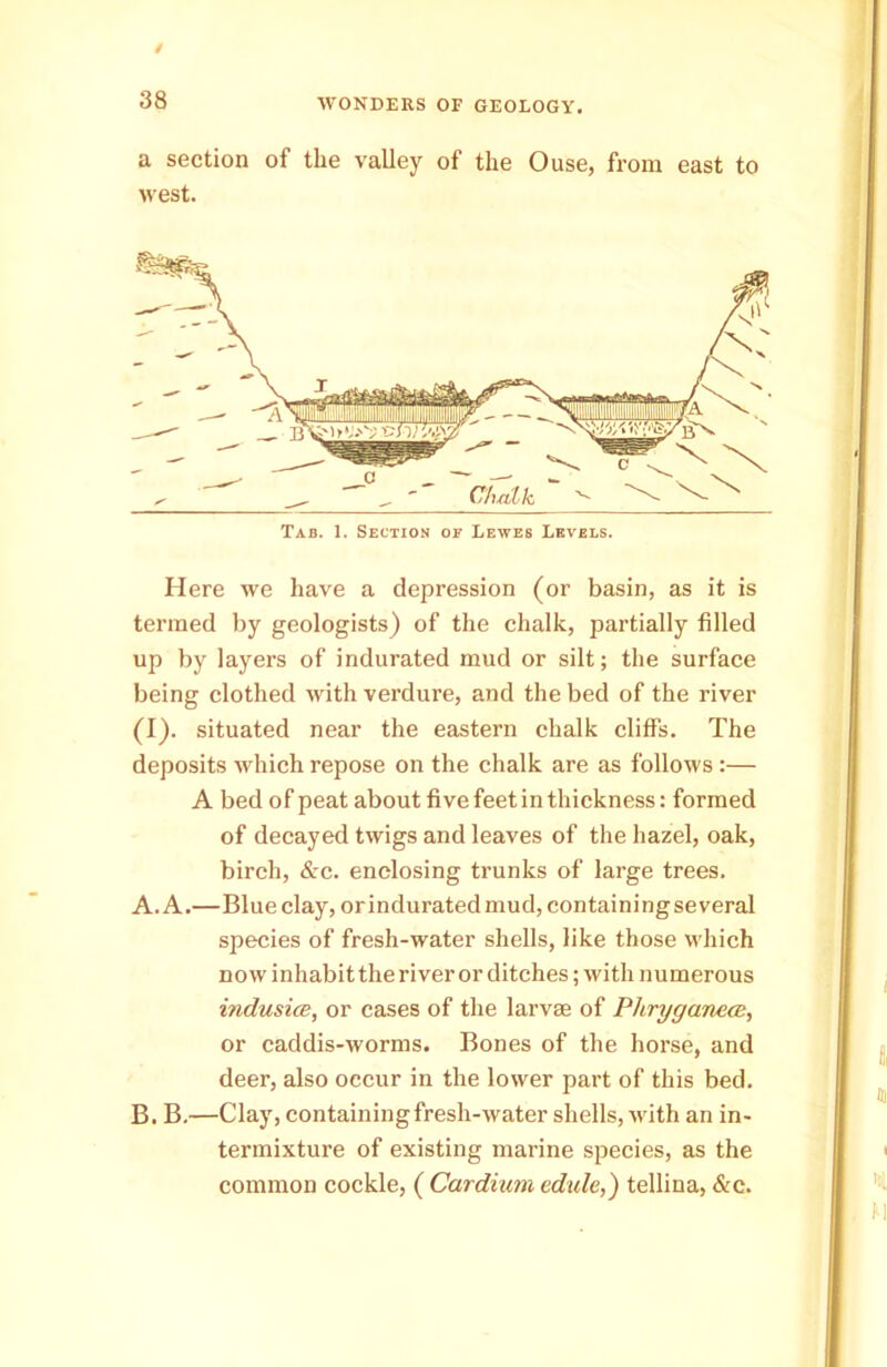 a section of the valley of the Ouse, from east to west. Tab. 1. Section of Lewes Levees. Here we have a depression (or basin, as it is termed by geologists) of the chalk, partially filled up by layers of indurated mud or silt; the surface being clothed with verdure, and the bed of the river (I). situated near the eastern chalk cliffs. The deposits which repose on the chalk are as follows :— A bed of peat about five feet in thickness: formed of decayed twigs and leaves of the hazel, oak, birch, &c. enclosing trunks of large trees. A. A.—Blue clay, or indurated mud, containing several species of fresh-water shells, like those which now inhabit the river or ditches; with numerous indusice, or cases of the larvae of Pliryganece, or caddis-worms. Bones of the horse, and deer, also occur in the lower part of this bed. B. B.—Clay, containing fresh-water shells, with an in- termixture of existing marine species, as the common cockle, ( Cardium edule,) tellina, &c.
