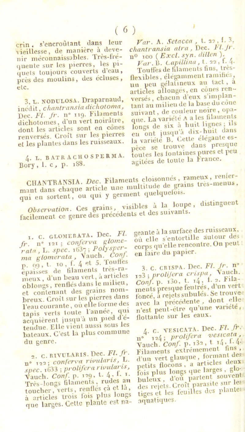 crin. s’encroûtant dans leur vieillesse, de manière à deve- nir méconnaissables. Très-fre- ijuenle sur les pierres, les pi- quets toujours couverts d’eau, près des moulins, des écluses , etc. 3, l. NODULOSA. Draparnaud, incilit, chantransia dichotoma, Dec. Fl. Jr. n” 119. Filaments dichotonies, d'un vert noirâtre, dont les articles sont en cônes renversés. Croit sur les pieu es et les plantes dans les ruisseaux. 4- L. B ATR A CH O S PE RM A. Bory, 1. c, p. 188. Var. A. Sctacea , t. 2? ,1. S, chantransia alra, Dec. il.Jr. n° 100 ( Excl. syn. dillen ). Vnr.ü. Lapillina, t. 22, 1. 4- Touffes de filaments fins, très- flexibles , élégamment ramifiés , un peu gélatineux au tact , a articles allonges, en cônes ren- versés, chacun d'eux s’implan- tant au milieu de la base du cône suivant, de couleur noire , opa- que. La variété A a les filaments longs de six à huit lignes ; ils eu ont jusqu’il dix-huit dans la variété B. Cette elegante es- pèce se trouve dans presque toutes les lontaines pures et peu agitées de toute la France. CHANTBANSIA. Dec. Filaments Çjo'sonnés mant dans chaque article une qui en sortent, ou qui y germent quelquelois. Observation. Ces grains, visibles à; la loupe. distinguent facilement ce genre des precedents et des suivants c. glomerata. Dec. Fl. fr. n° 121 : conferva glome- ratn , L. spec. i637; Polyspcr- ma ctomerata, Vauch. ConJ. P. 09, t. 10, r. 4 «t 5. Touffes épaisses de filaments tres-ra- nieux, d'un beau vert, a articles oblongs, renflés dans le milieu, et contenant des grains nom- breux. Croit sur les pierres dans l’eau courante, où elle lorme des tapis verts toute l'année qui acquièrent jusqu’à un pied d é- tendue. Elle vient aussi sous les bateaux. C’est la plus commune du genre. 2. c. RIVULARIS. Dec. Fl. fr. n» T2> ; conferva rivularis, L. spec. iG33 ; proliféra rivularis, Vauch. Conf. p. 129- 4» *• '■ Très-longs filaments, rudes an toucher, verts, renfles çà et la, à articles trois lois plus longs que larges. Cette plante est na- geante à la surface des ruisseaux, Sù elle s'entortille autour des corps qu elle rencontre. On peut en faire du papier. 3. c. crispa. Dec. Fl. Jr. n* 123 ; proliféra crispa, Vauch. Conf. p. i3o, t. 14, l a. Fila- ments presque feutres, d un vert foncé. .1 rejets subulés. Se trouve avec la précédente ., dont elle n'est peut-être qu’une variété, flottante sur les eaux. r. c. vesicatA. Dec. Fl. fr. u» 124 ; proliféra vesicata, Vauch. Conf. p. i3a, t M- Filaments extrêmement lins , d'un vert glauque , deS petits flocons , a articles deux fois plus longs que larges , „ o buleux, d’ou partent souve des rejets. Croit parasite s ir le. tiges et les feuilles des piaule, aquatiques.